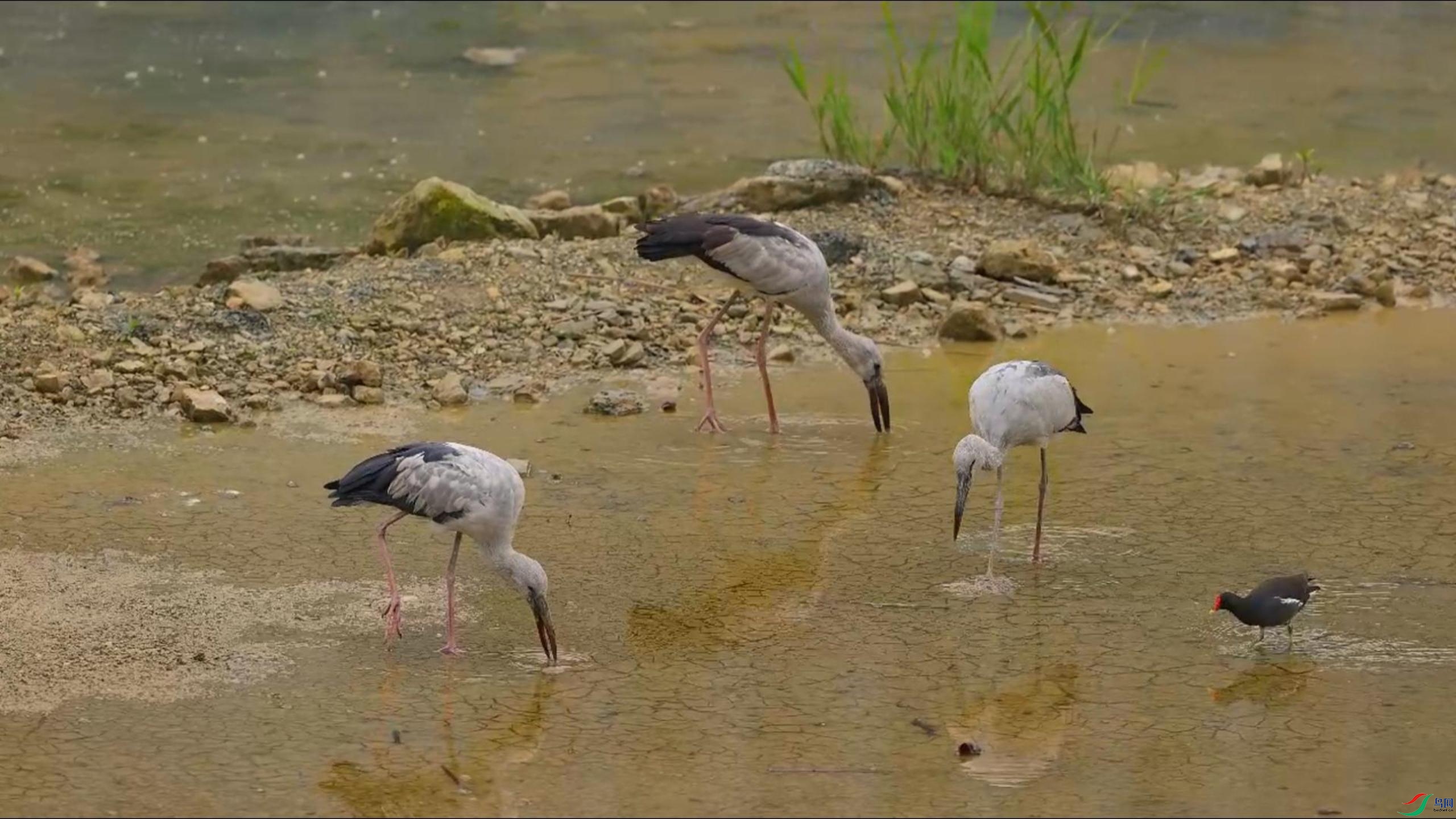 ǯ������ʳ-����.jpg