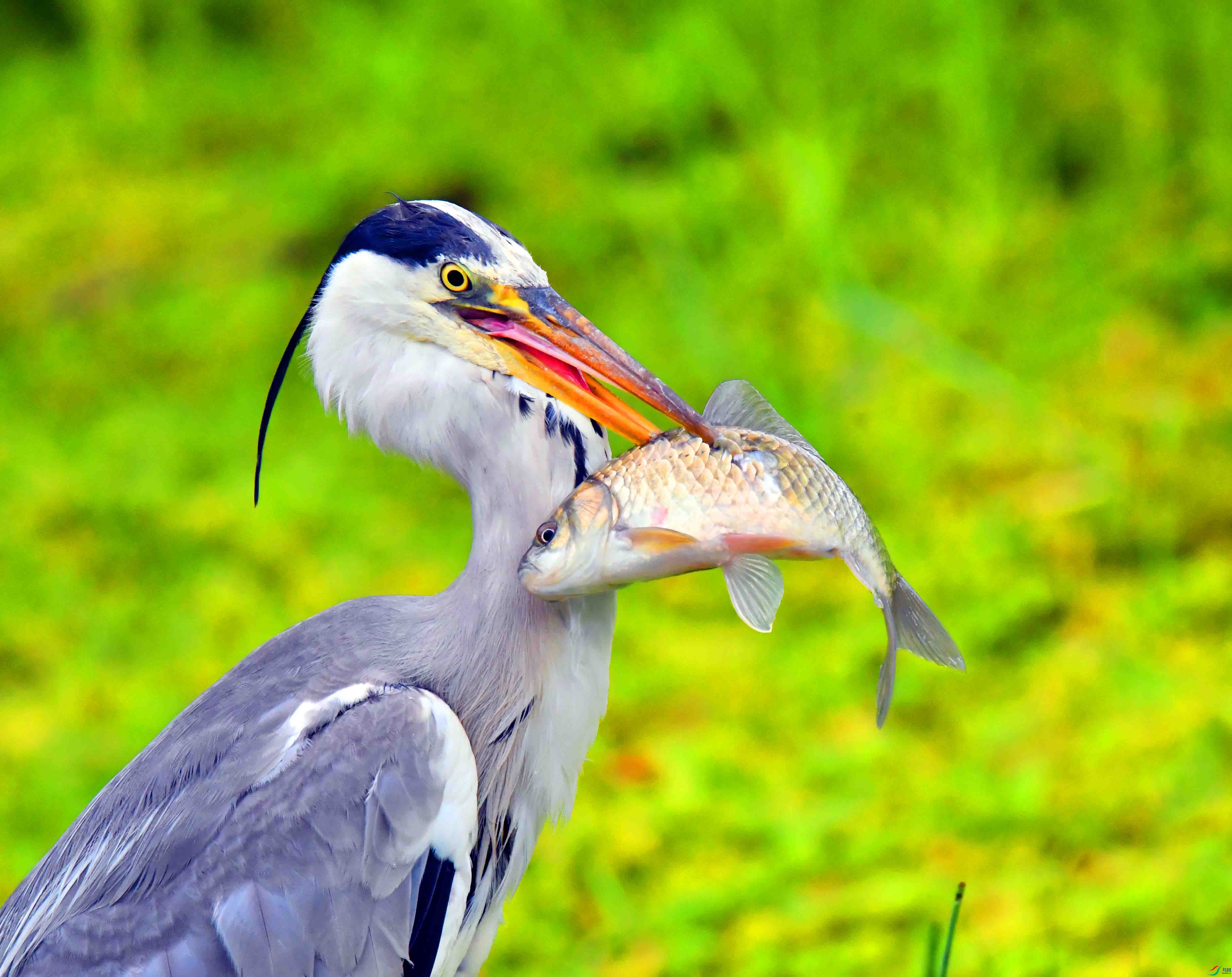 DSC_2054.JPG