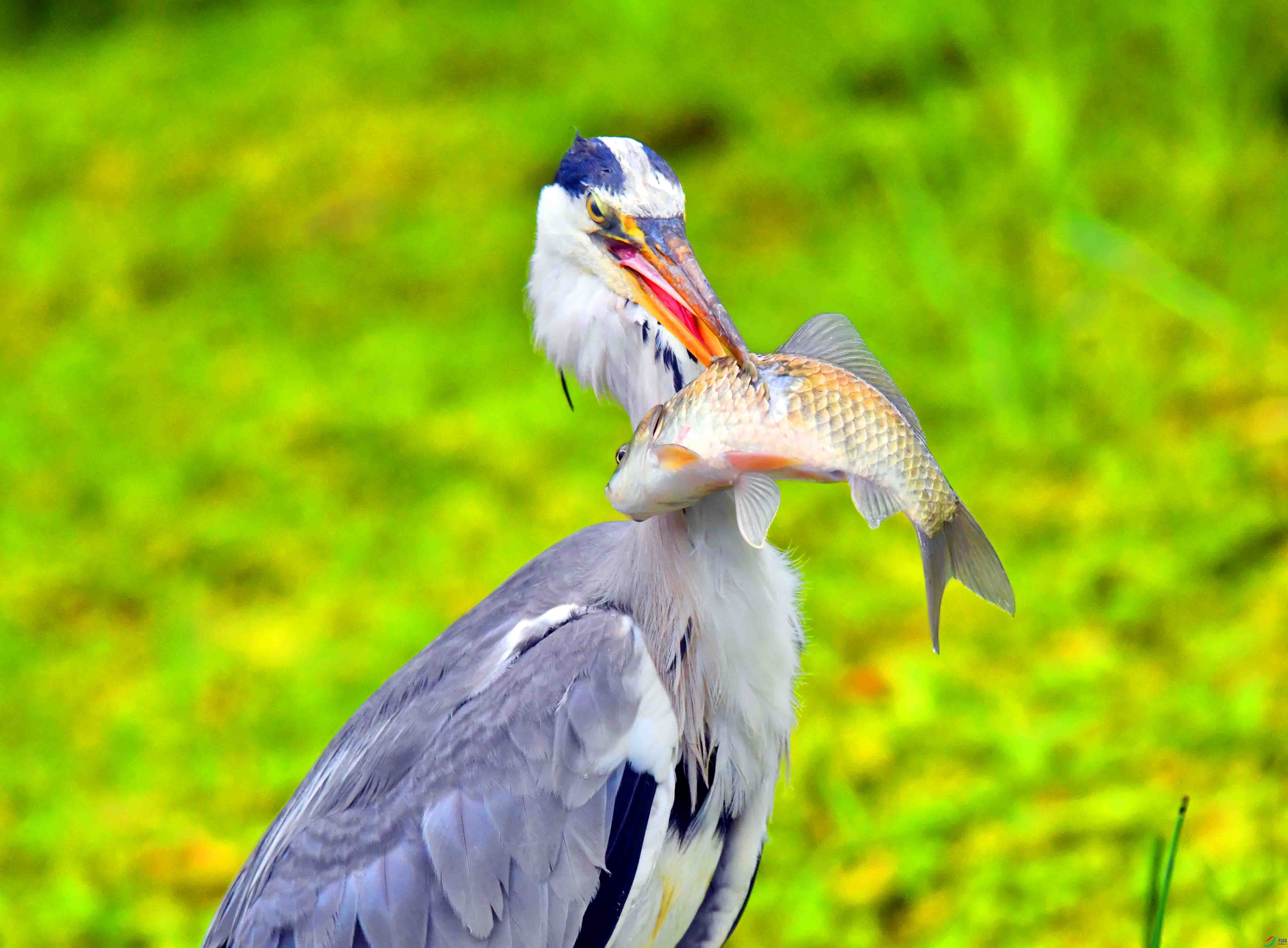 DSC_2068.JPG