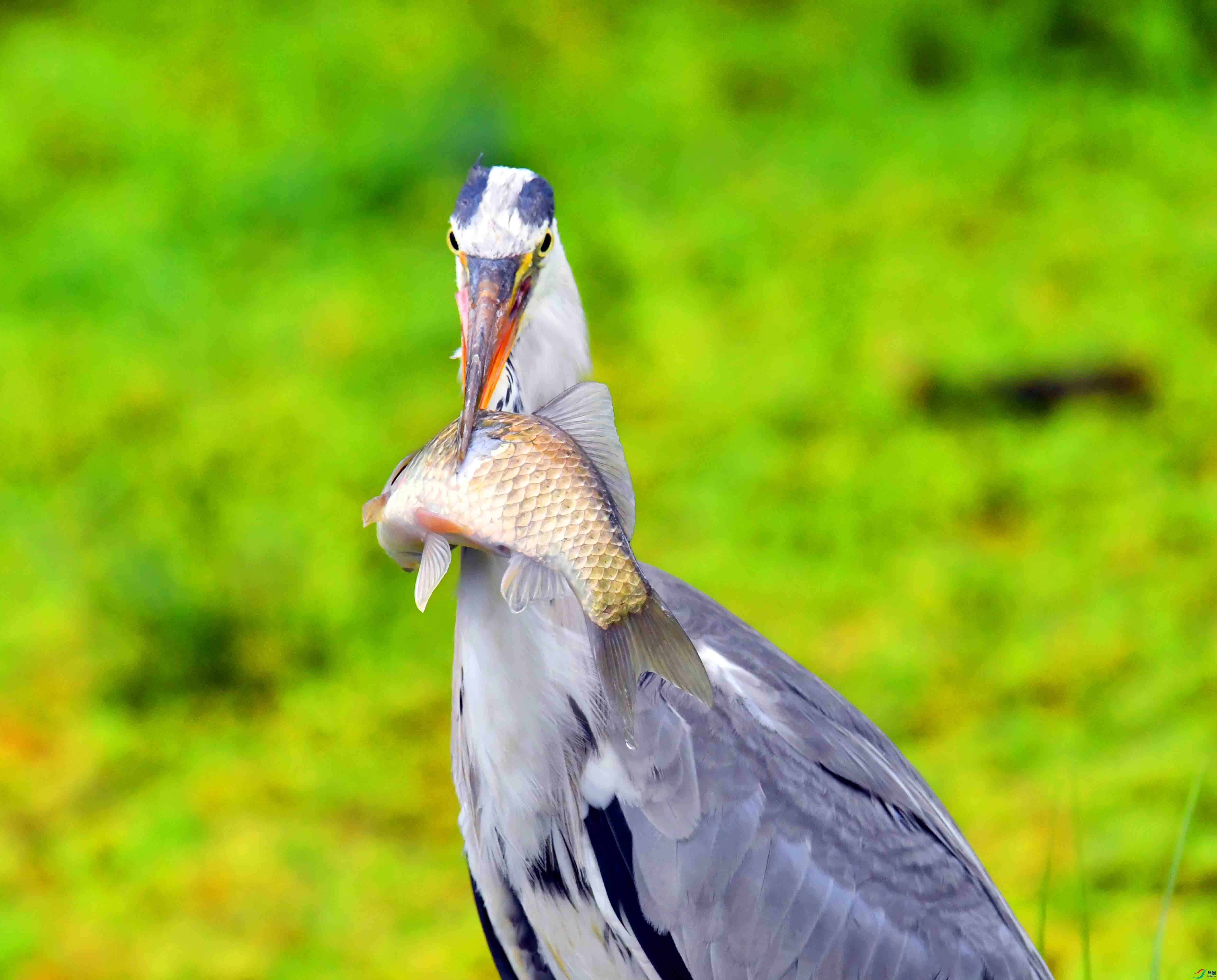 DSC_2156.JPG