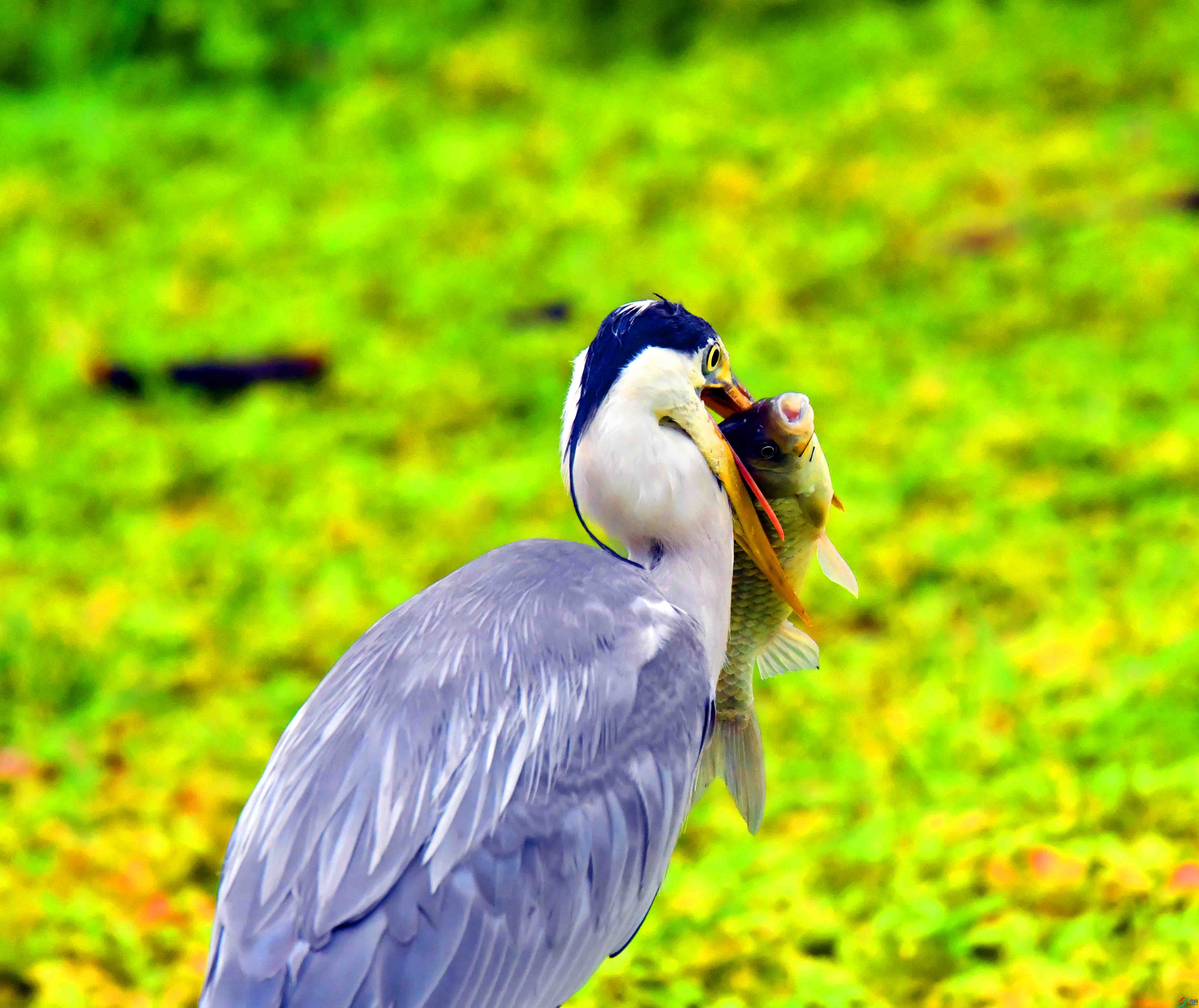 DSC_2195.JPG
