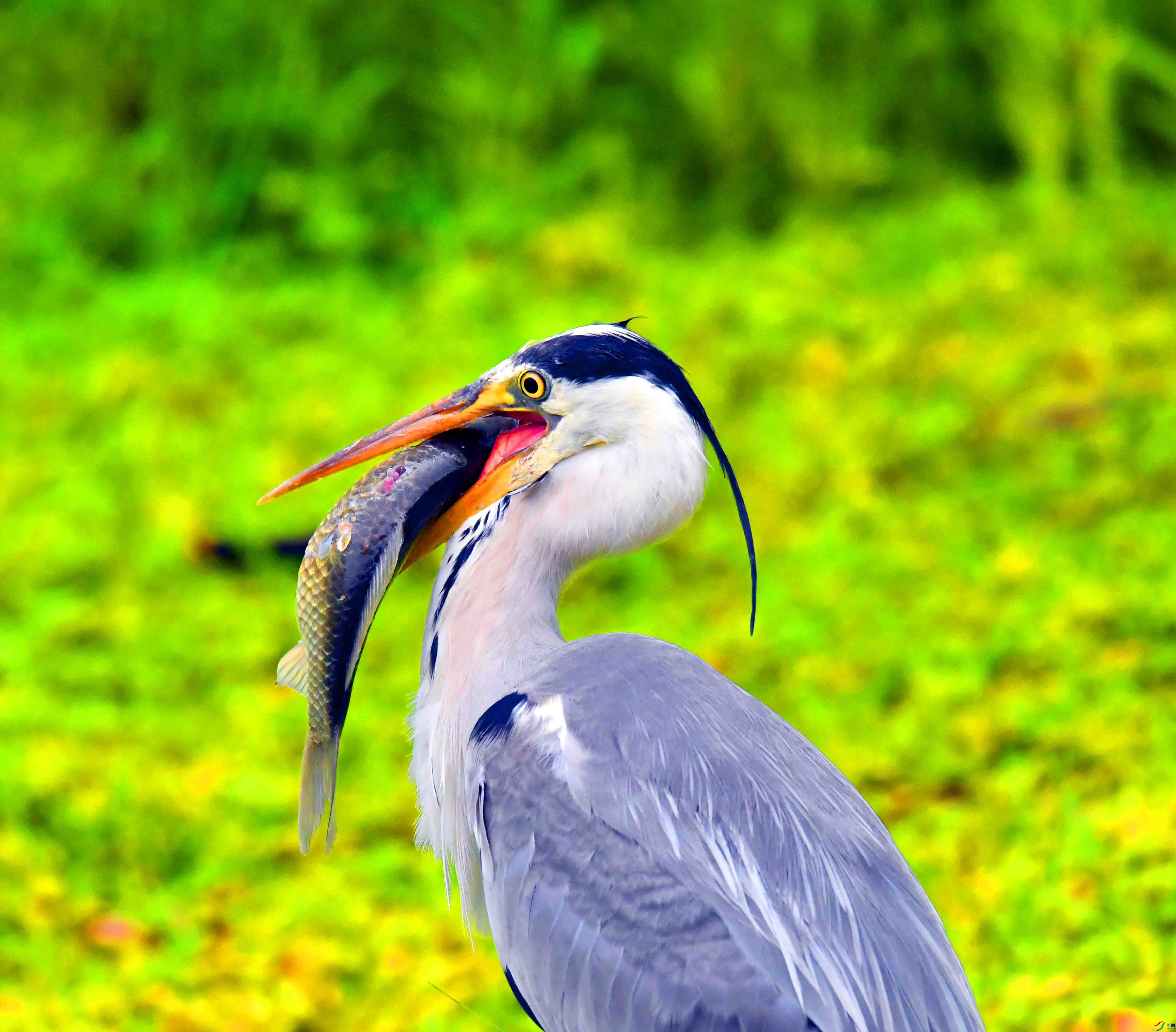 DSC_2216.JPG