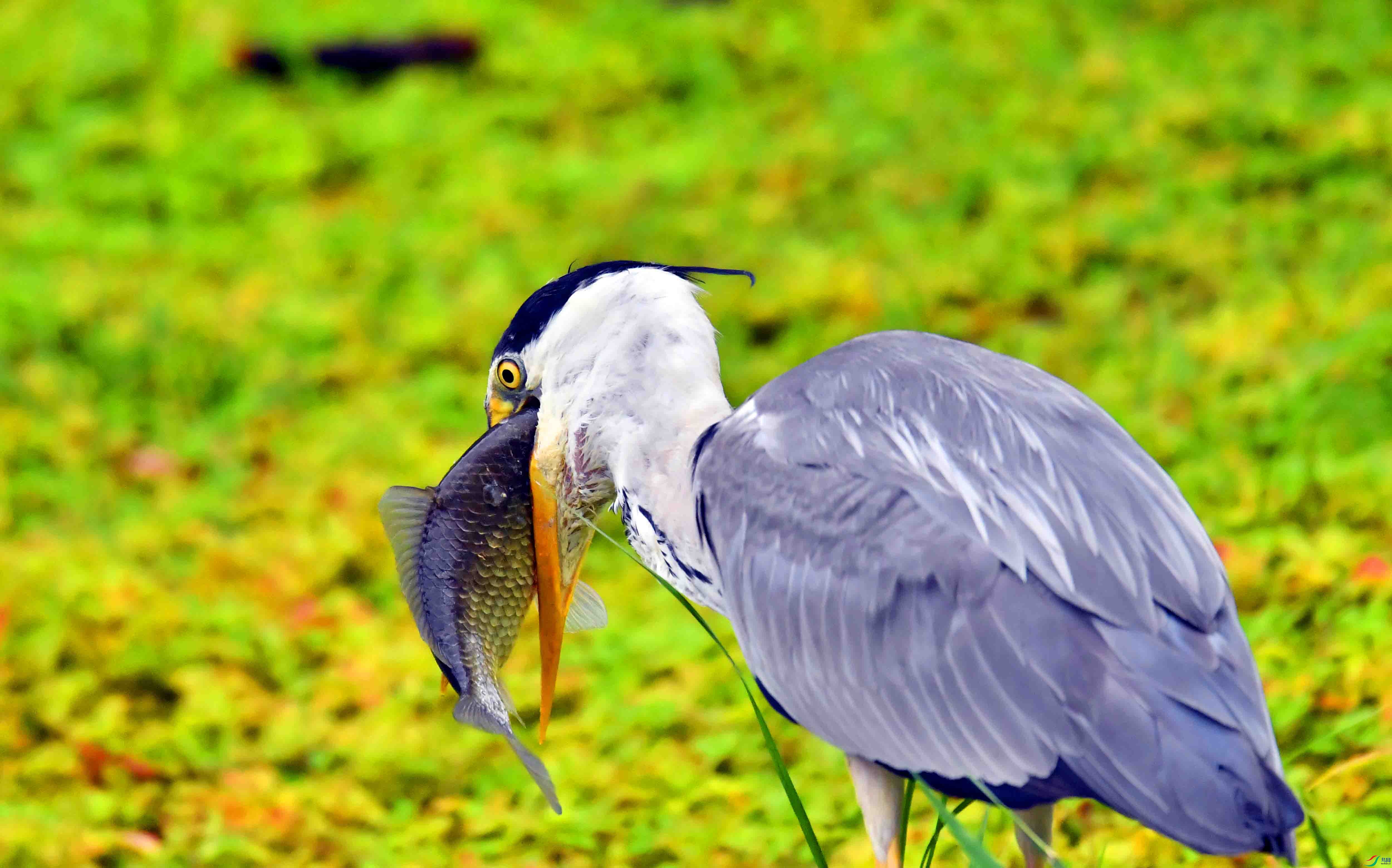 DSC_2251.JPG