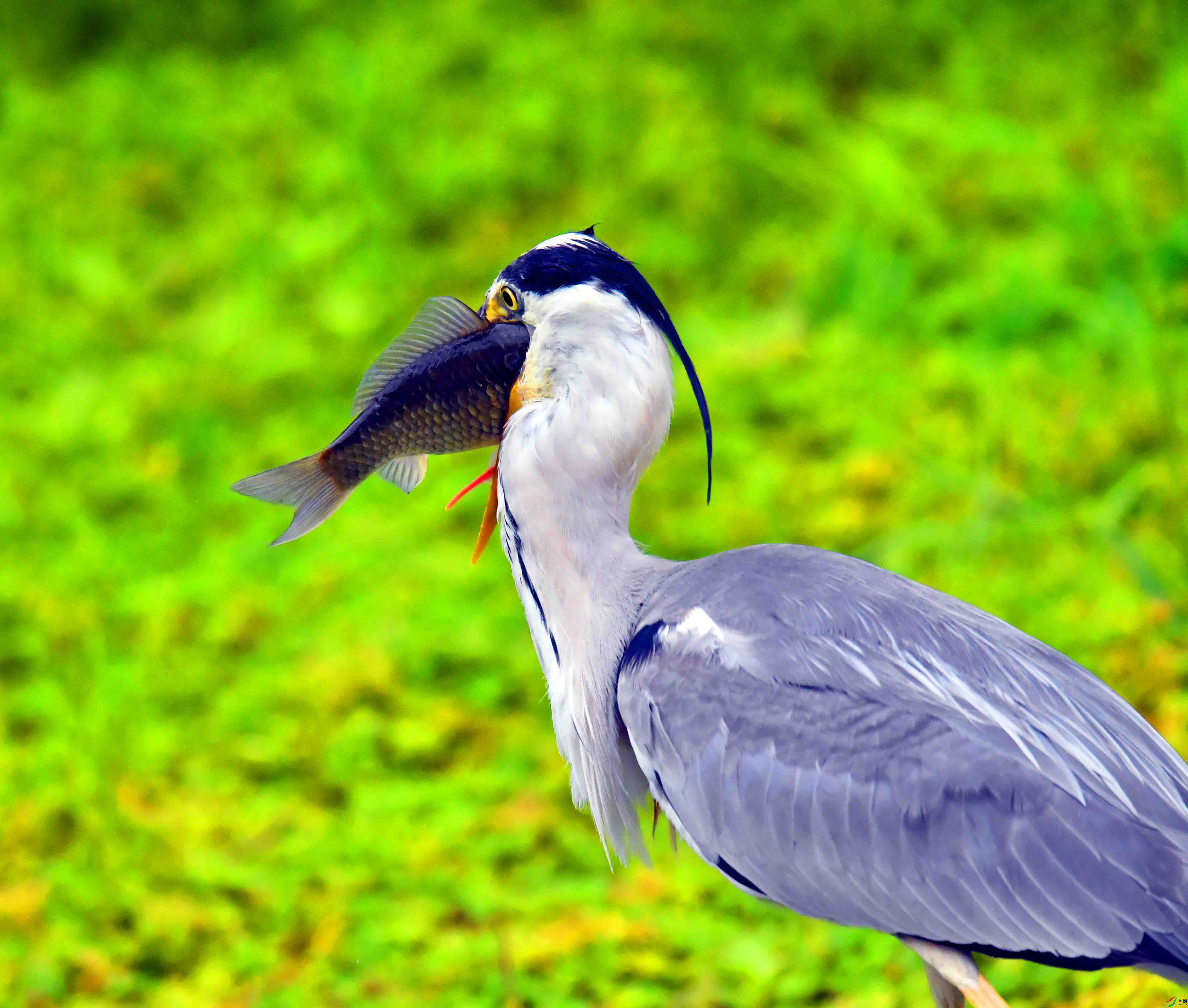 DSC_2278.JPG