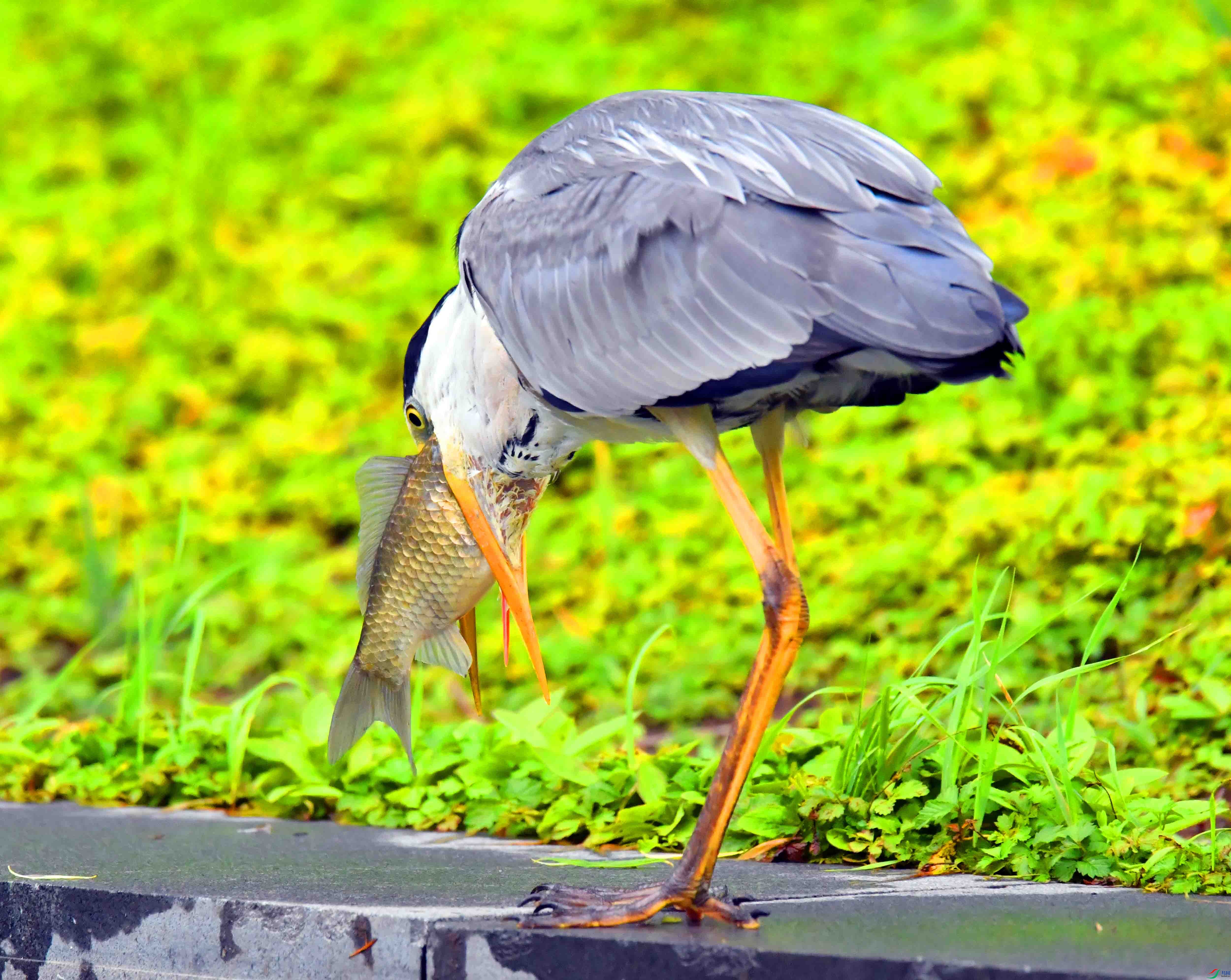 DSC_2294.JPG