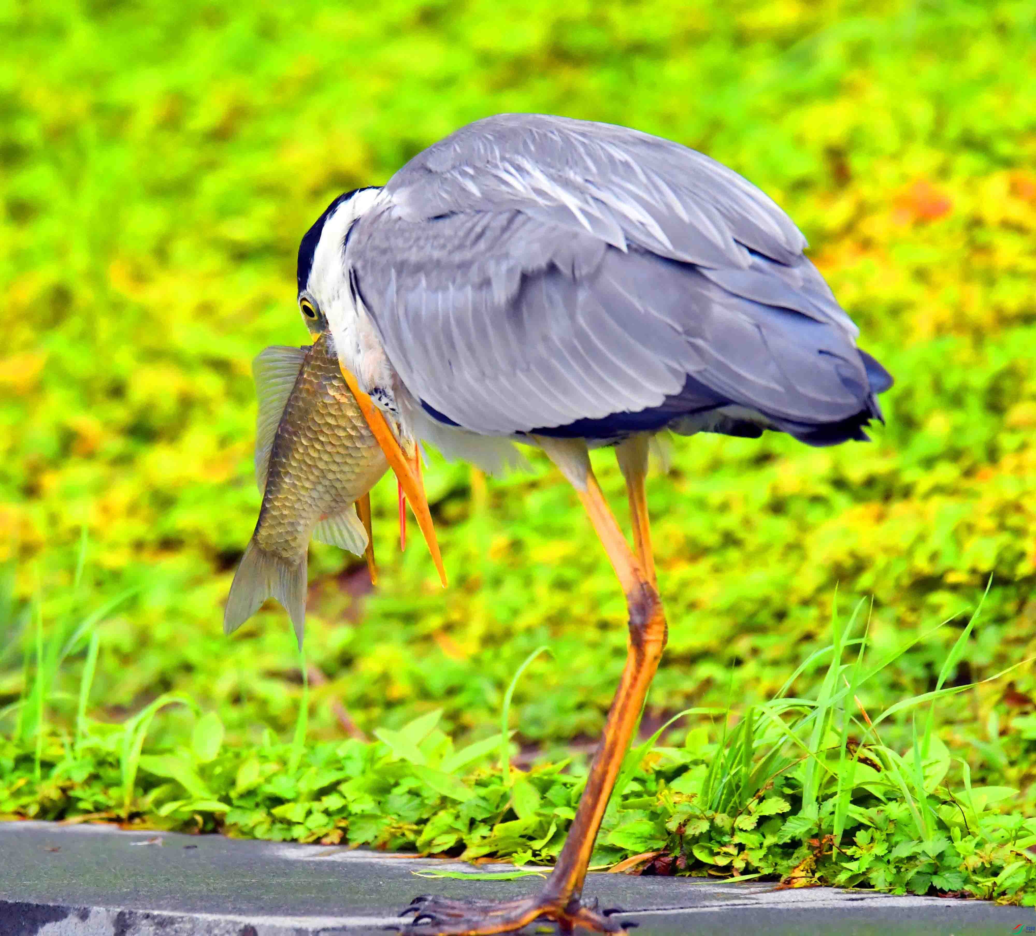 DSC_2289.JPG