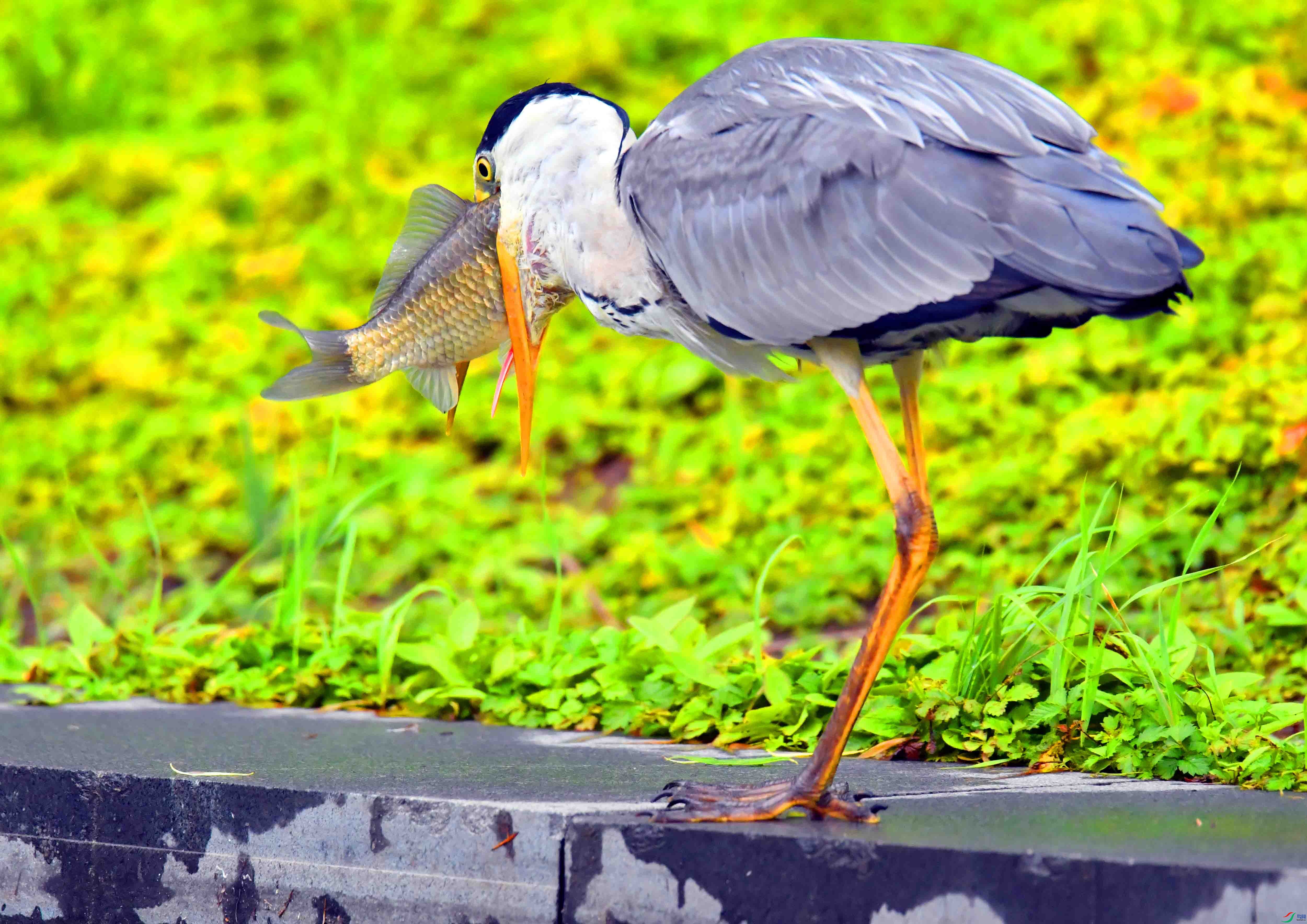 DSC_2307.JPG