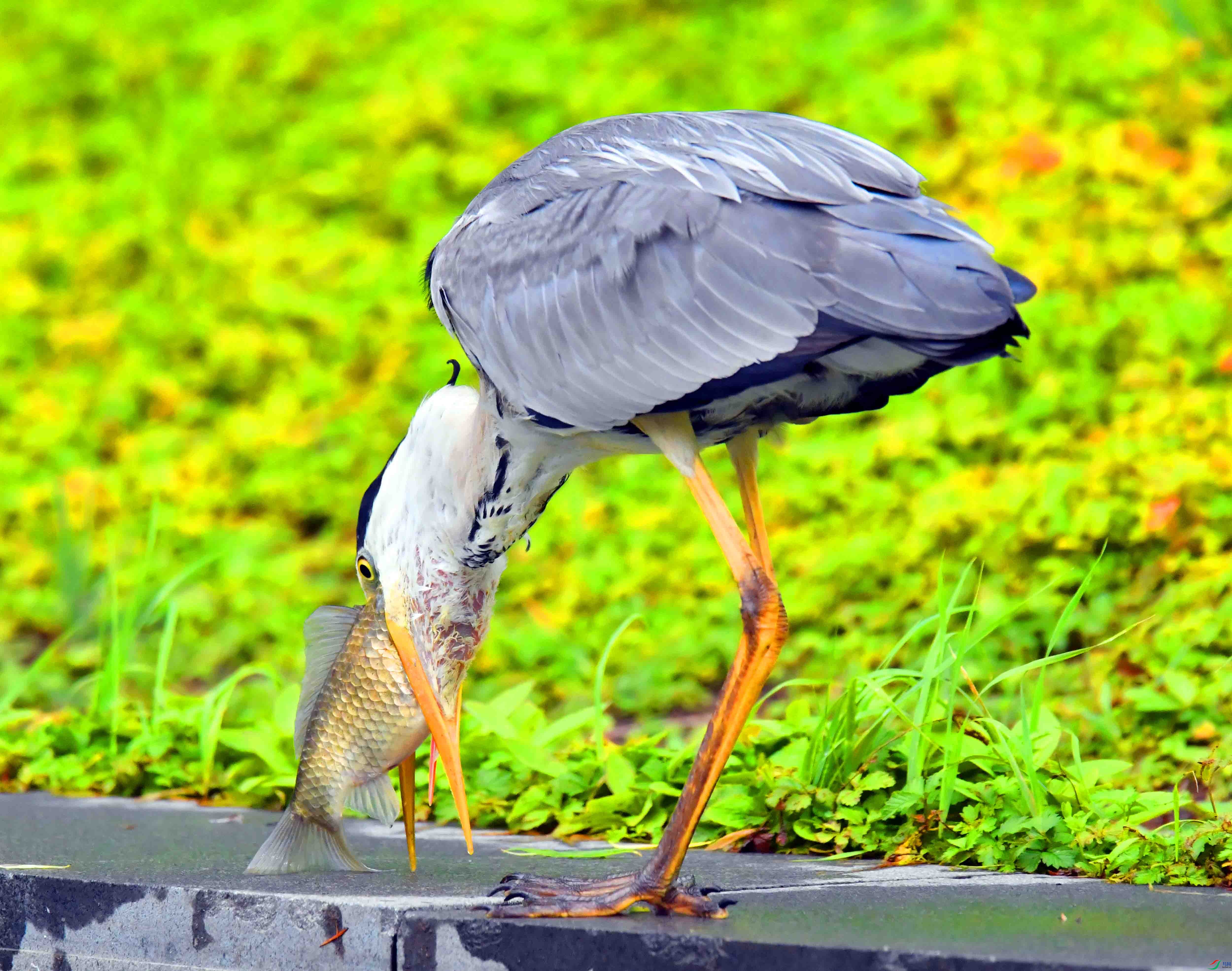 DSC_2305.JPG