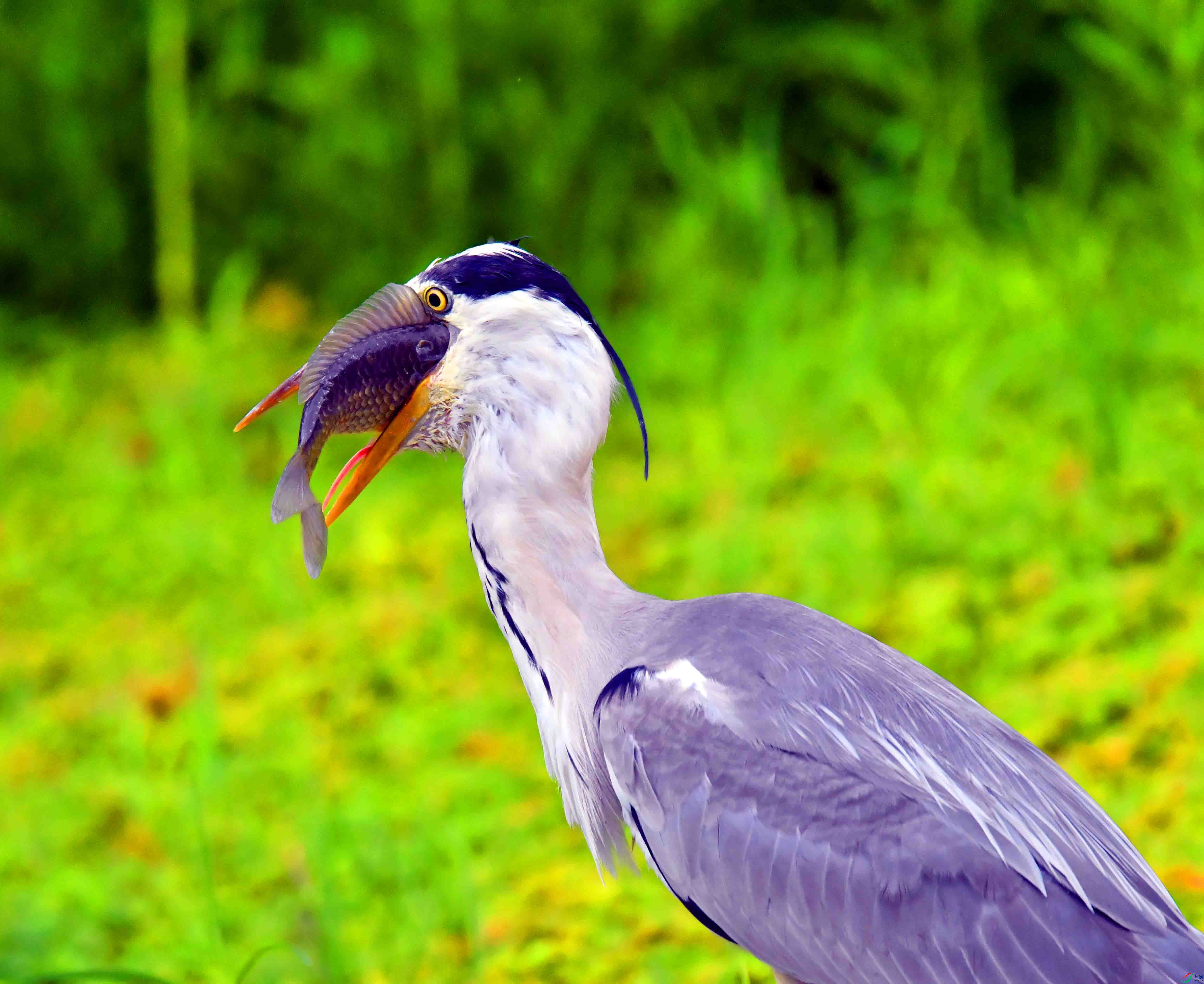 DSC_2362.JPG