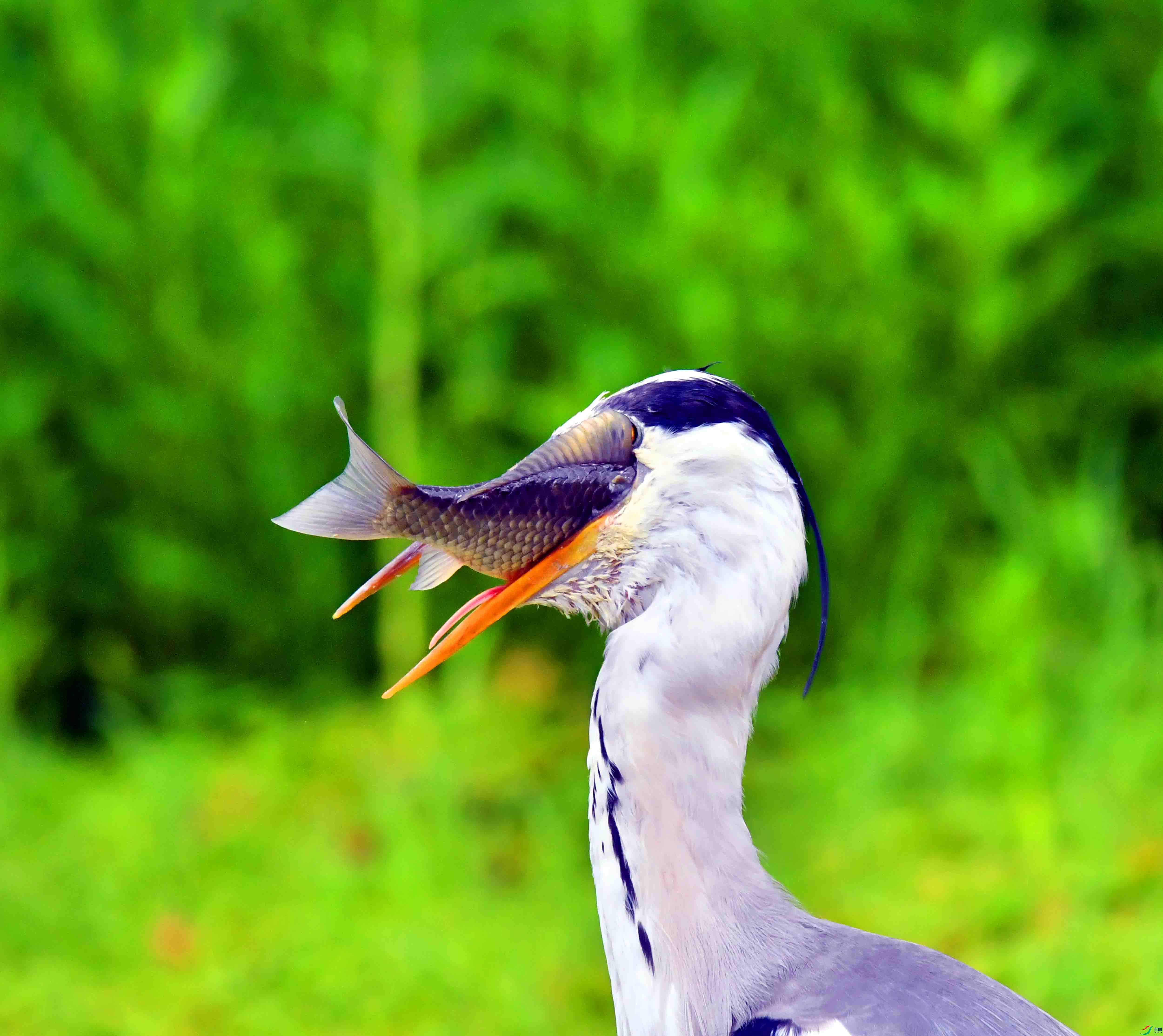 DSC_2367.JPG