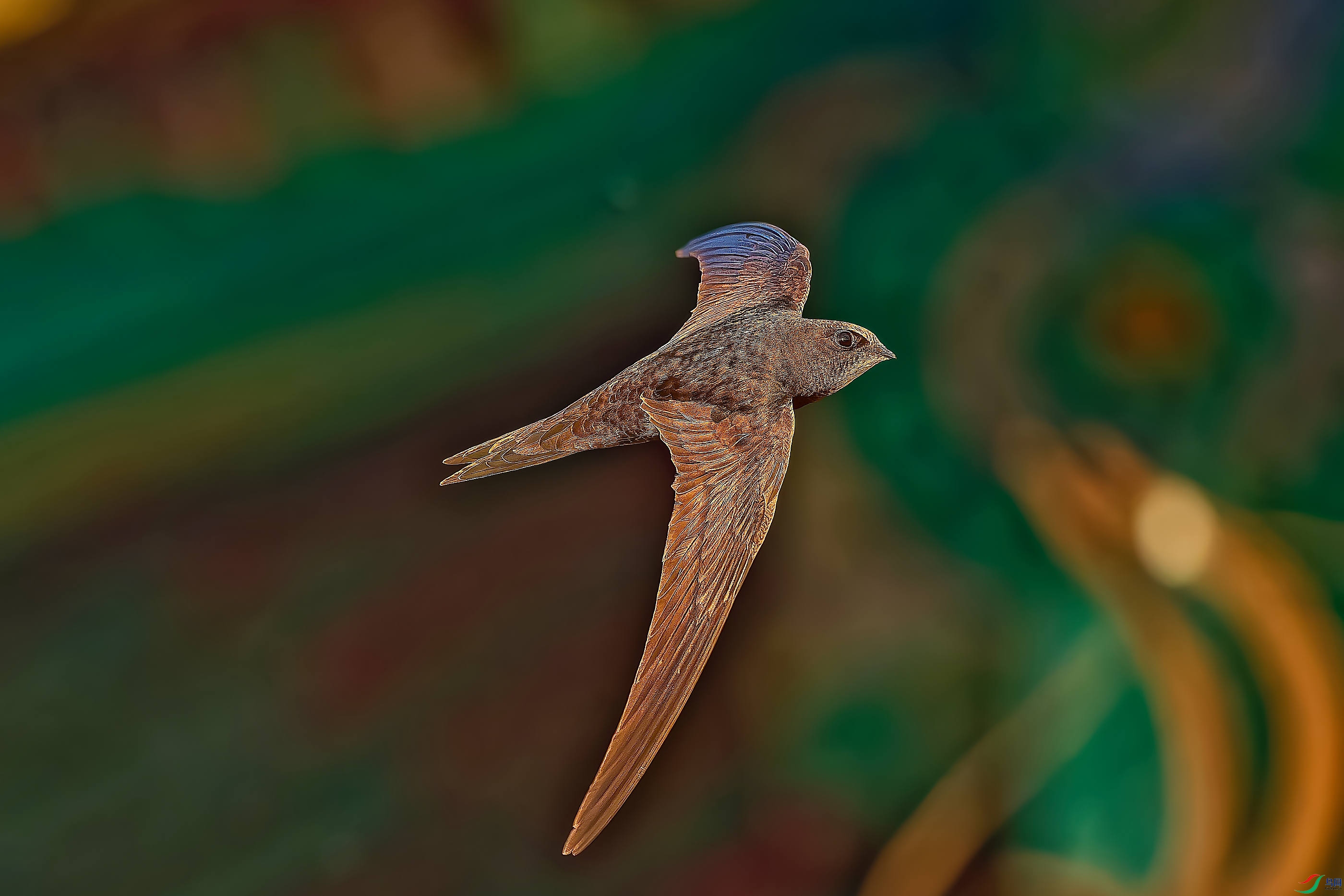 DSC_4309_DXO_DXO.jpg