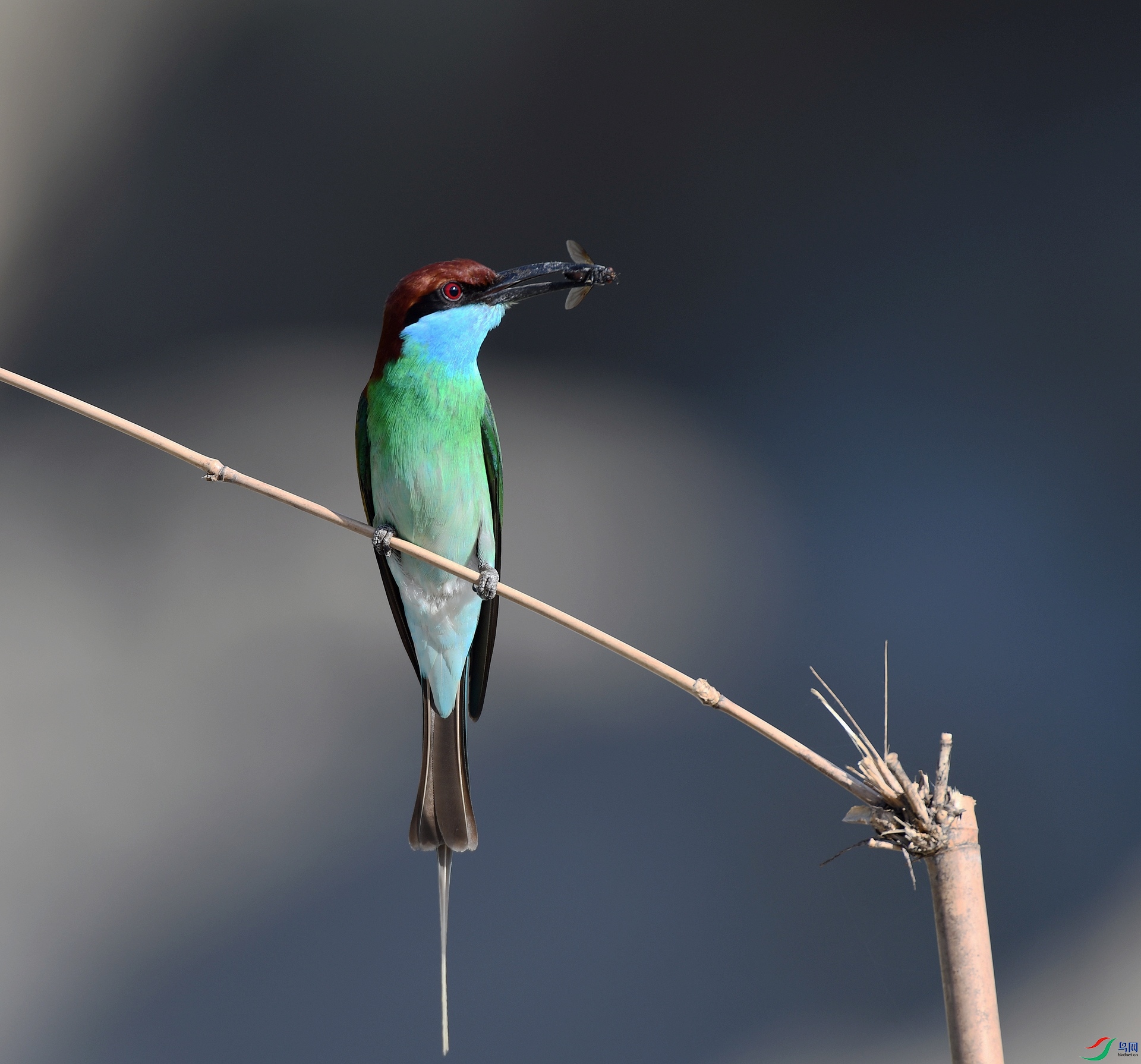 DSC_1347.jpg