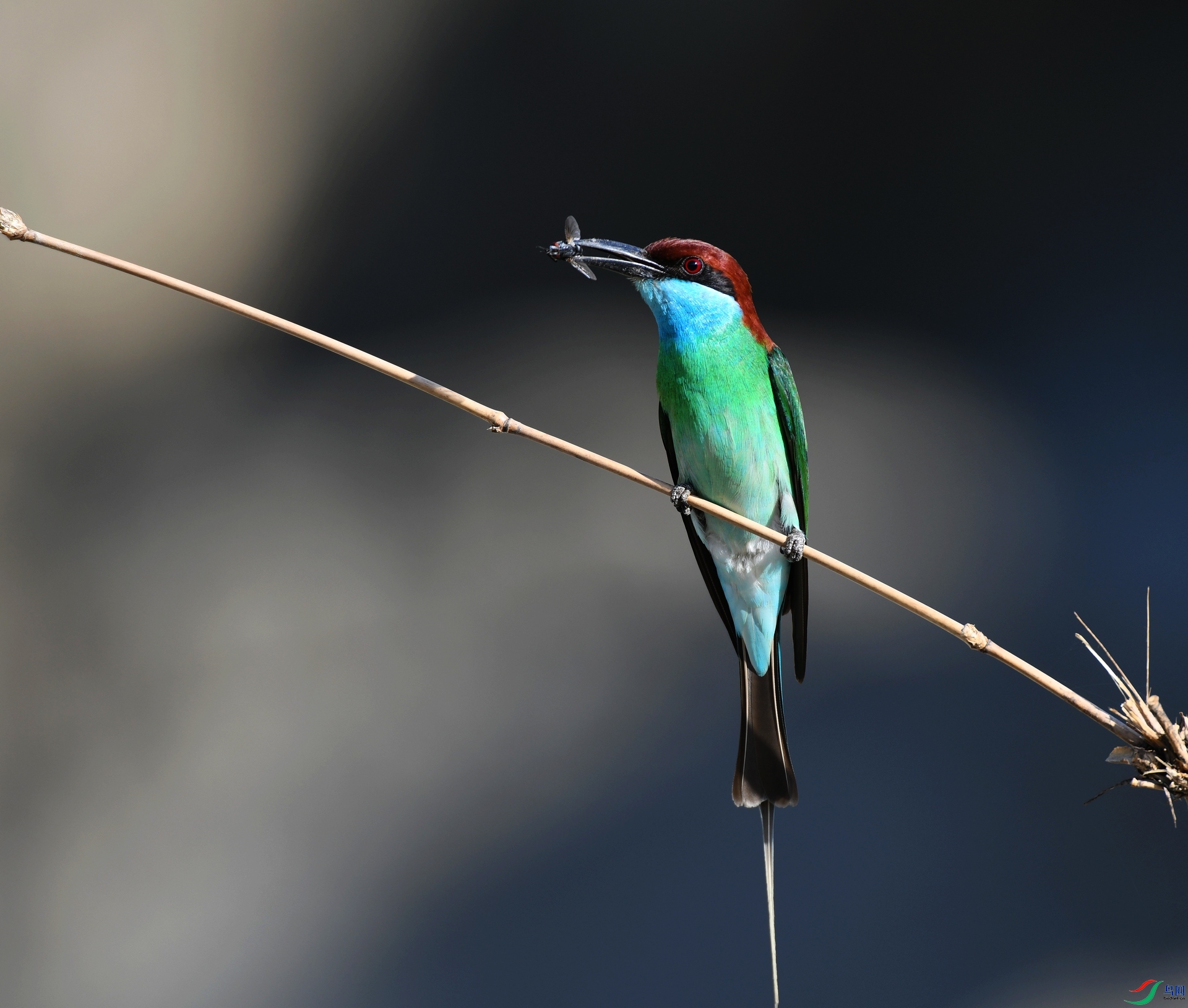 DSC_1367.jpg