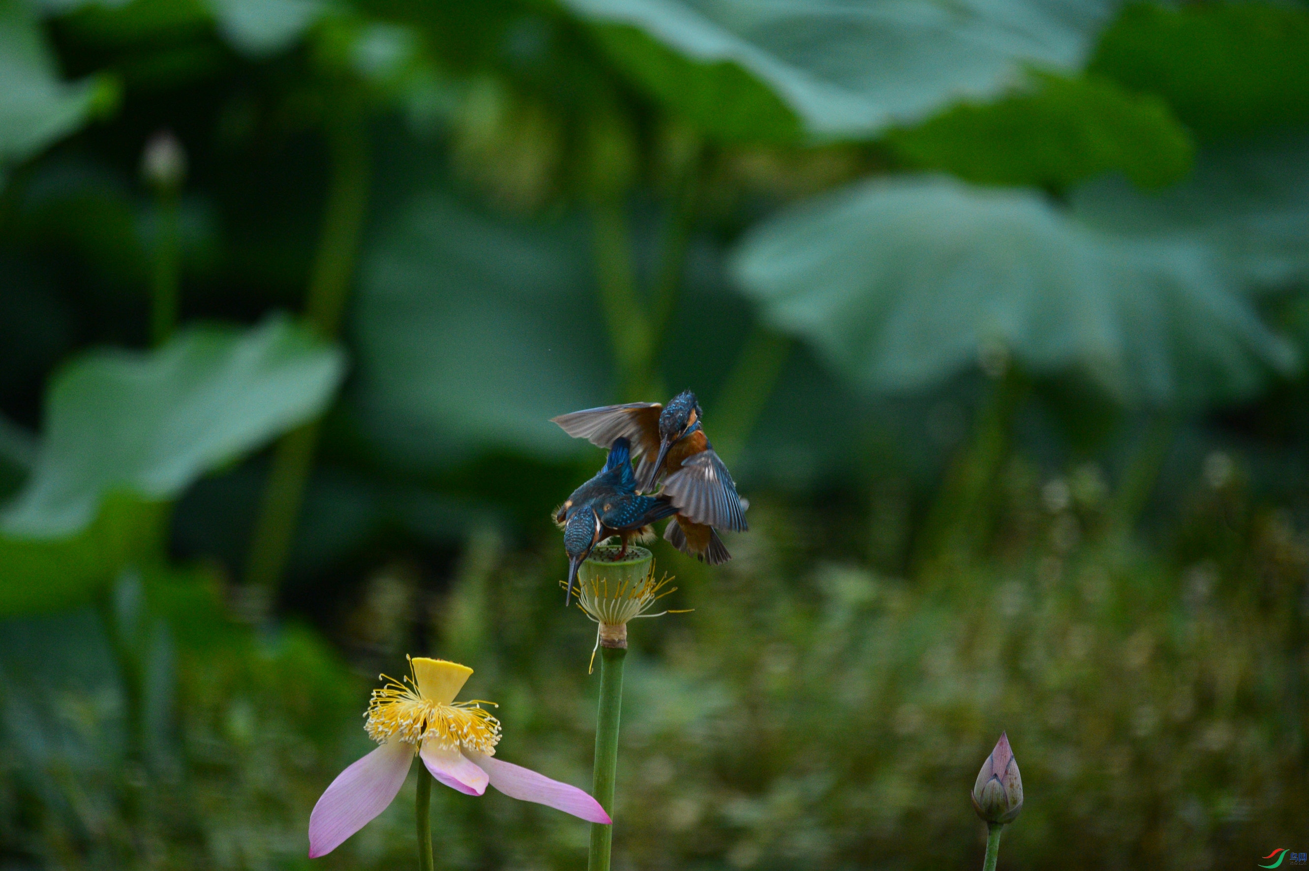 DSC_6697_����.jpg