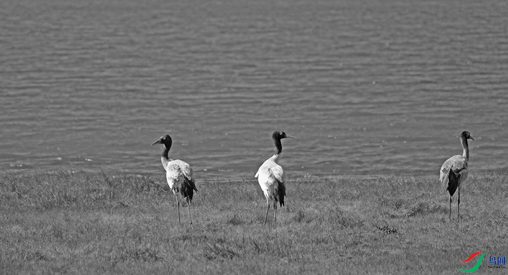 DSCF9781.1.jpg