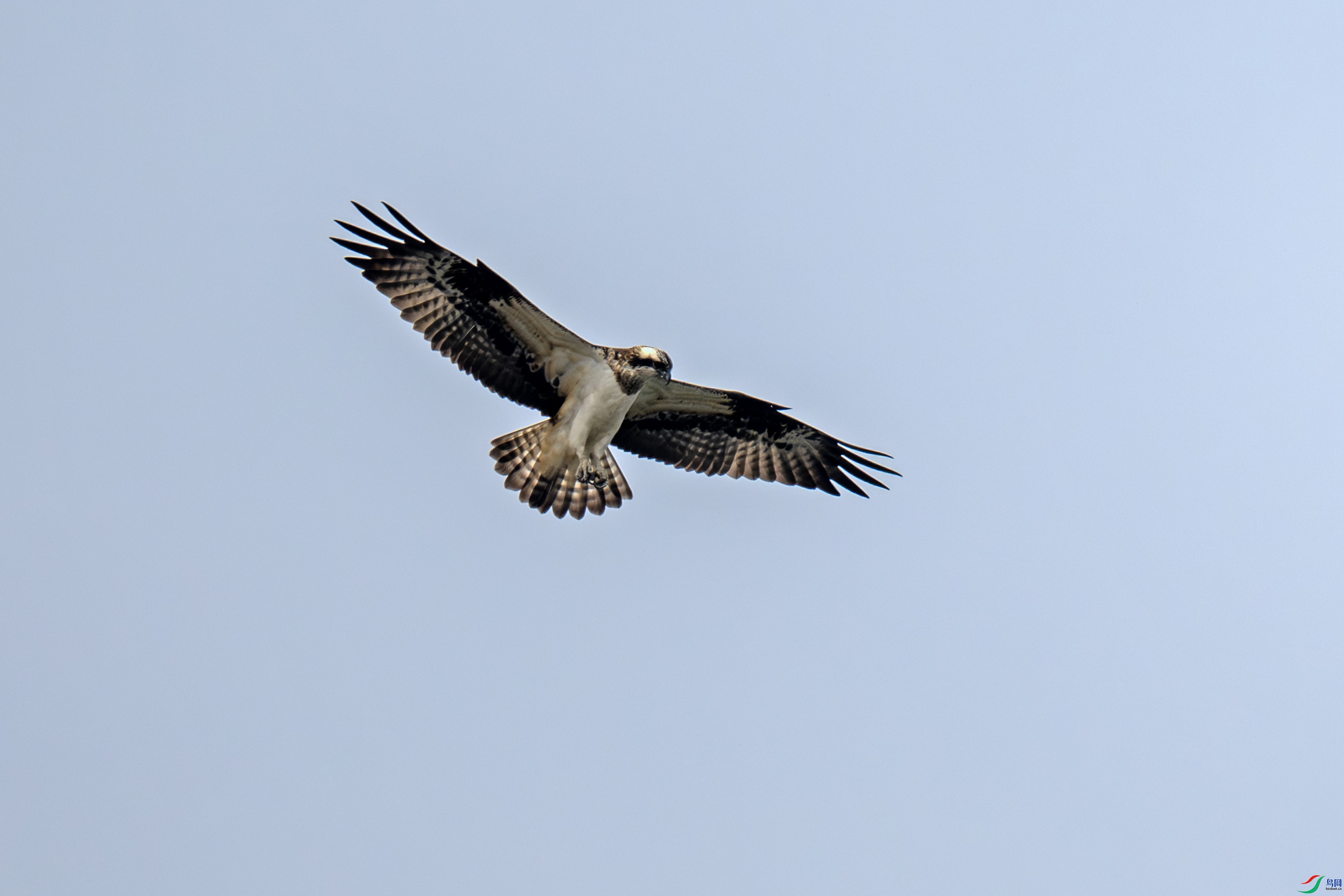 DSC_6276-����.jpg