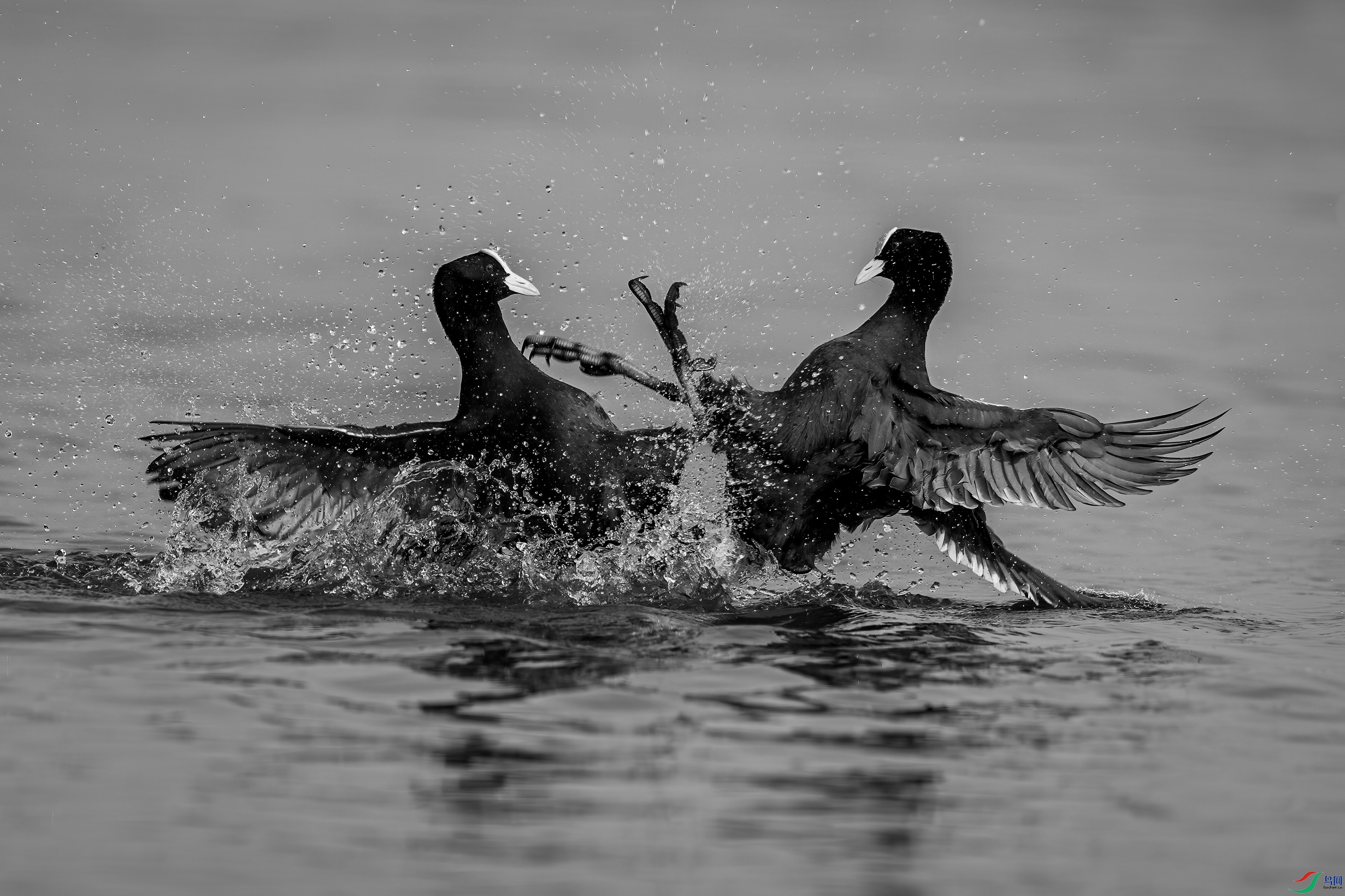 DSC08217a_����.jpg