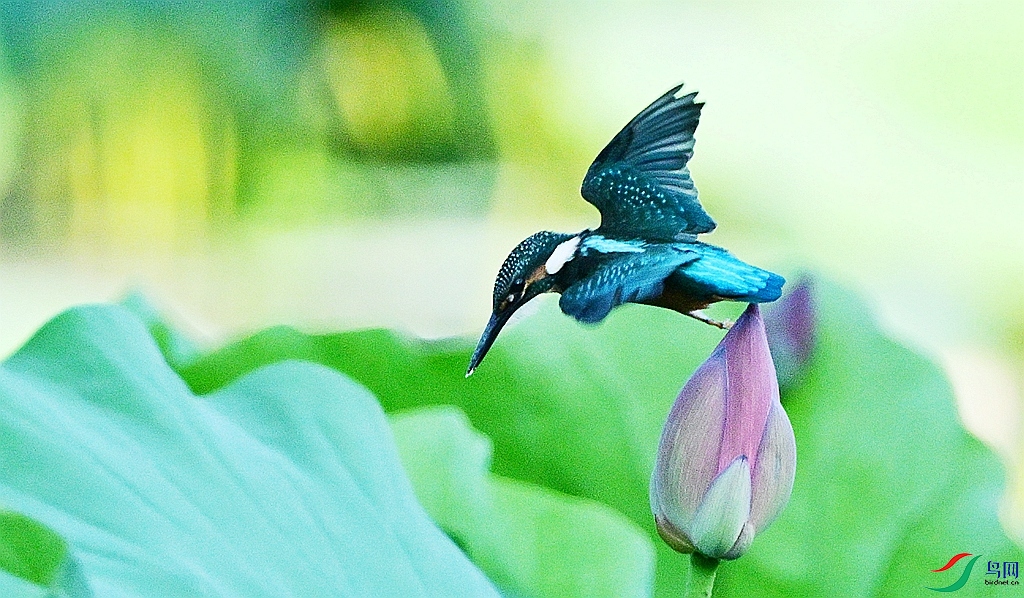 DSC_7398.JPG