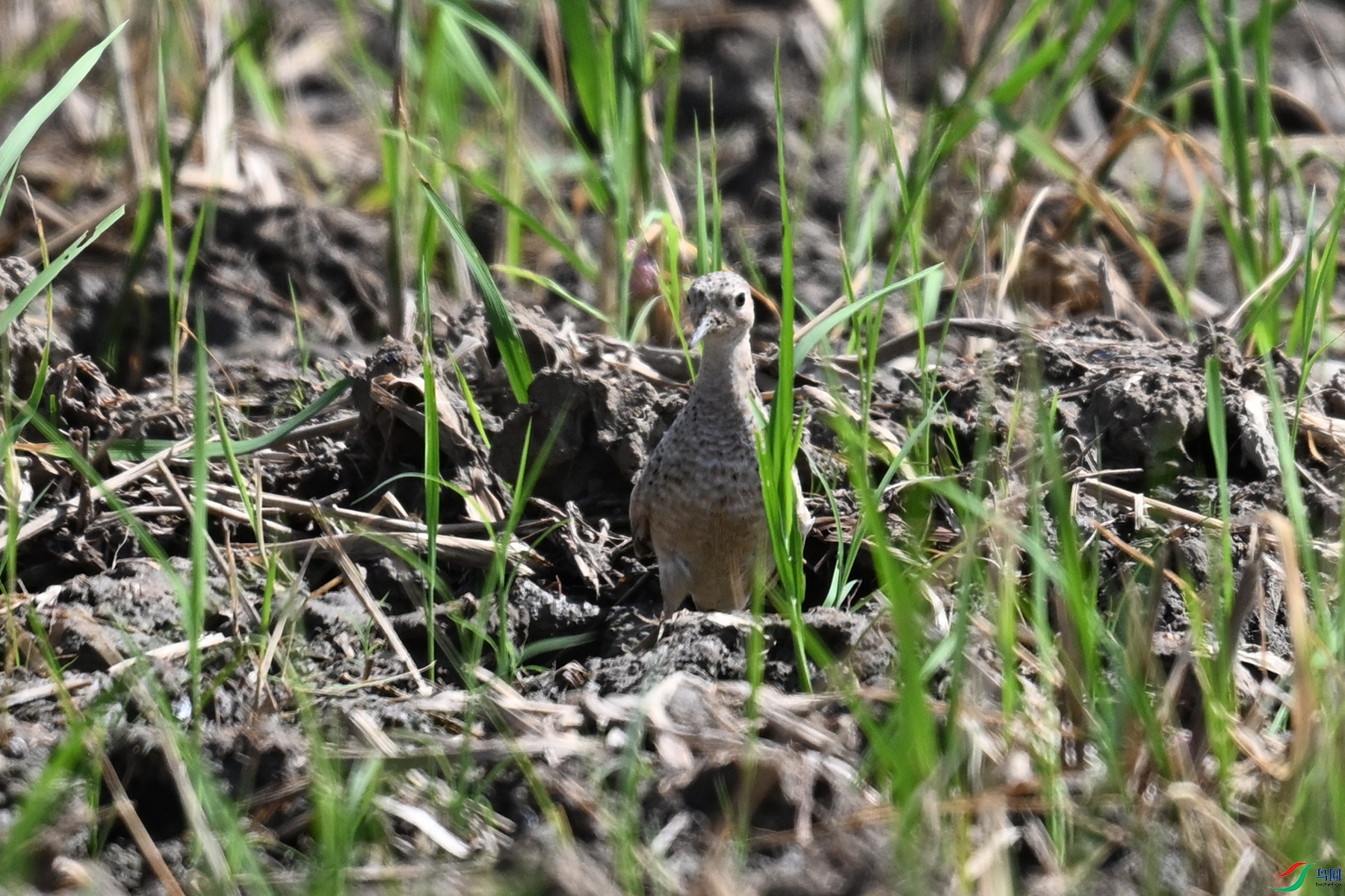 DSC_4626.JPG