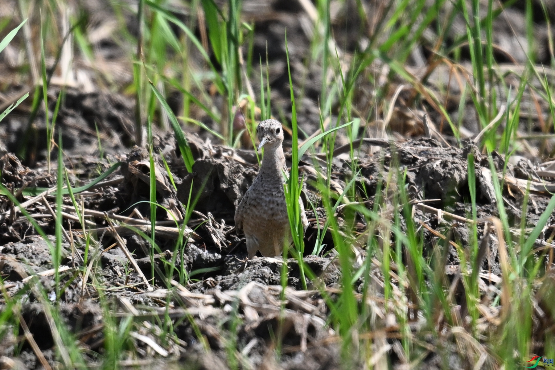 DSC_4628.JPG