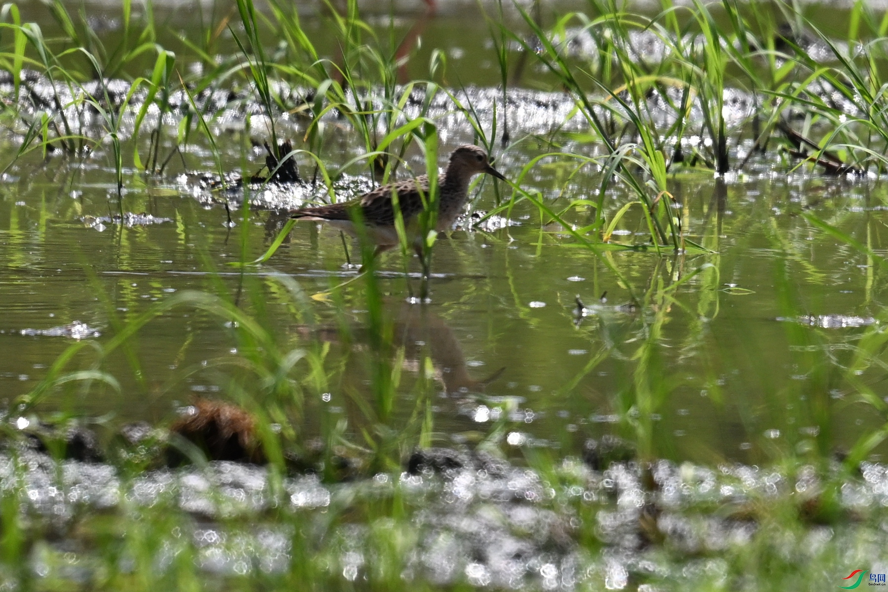 DSC_4676.JPG