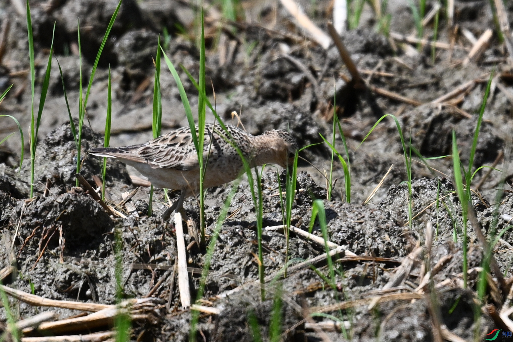 DSC_4706.JPG