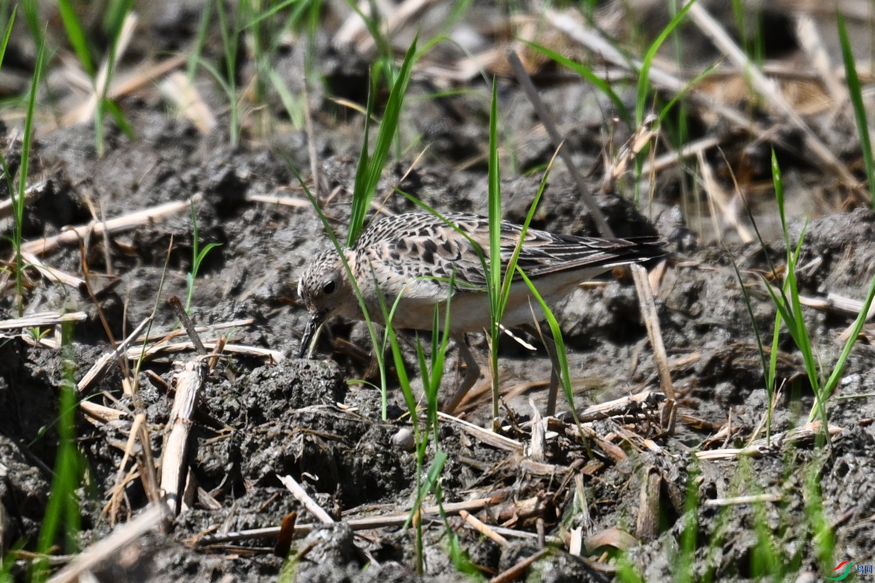 DSC_4723.JPG