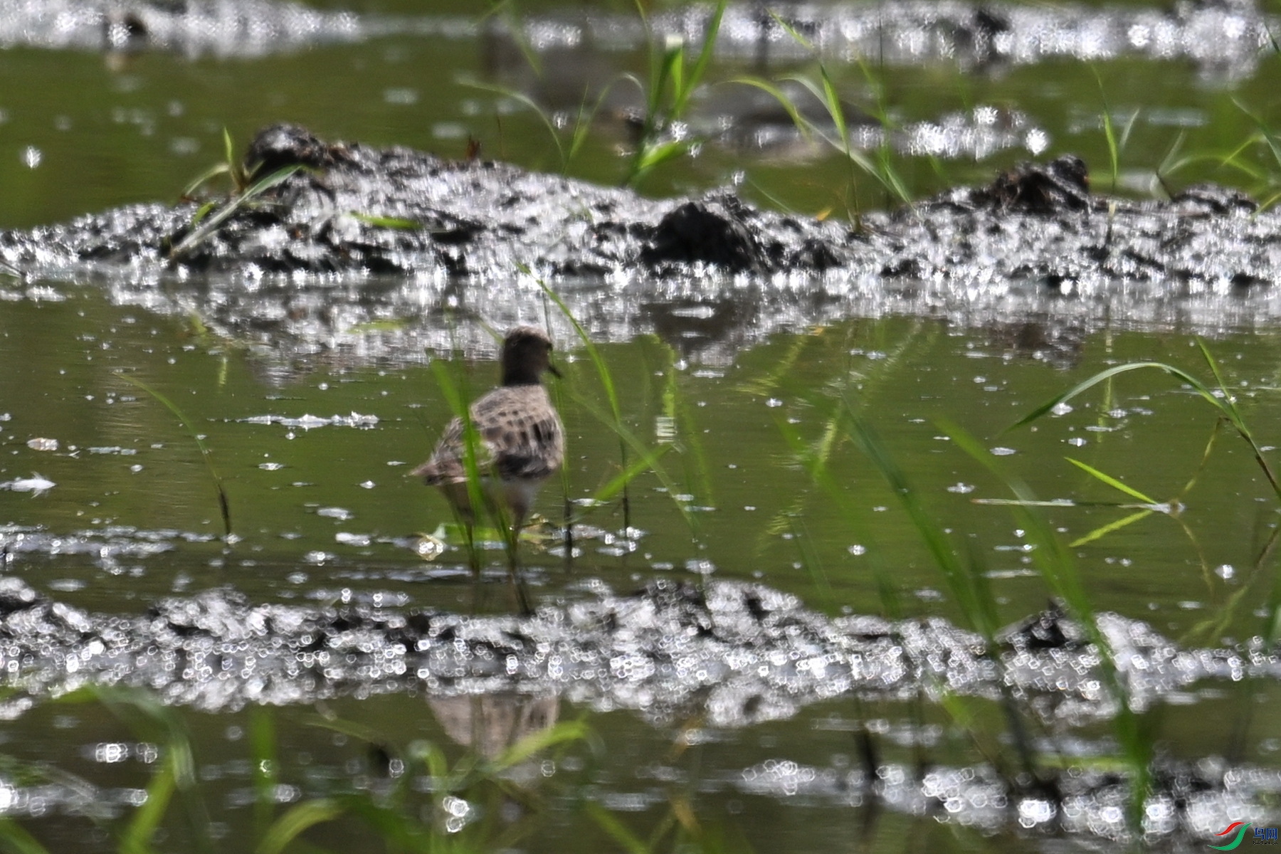 DSC_4658.JPG