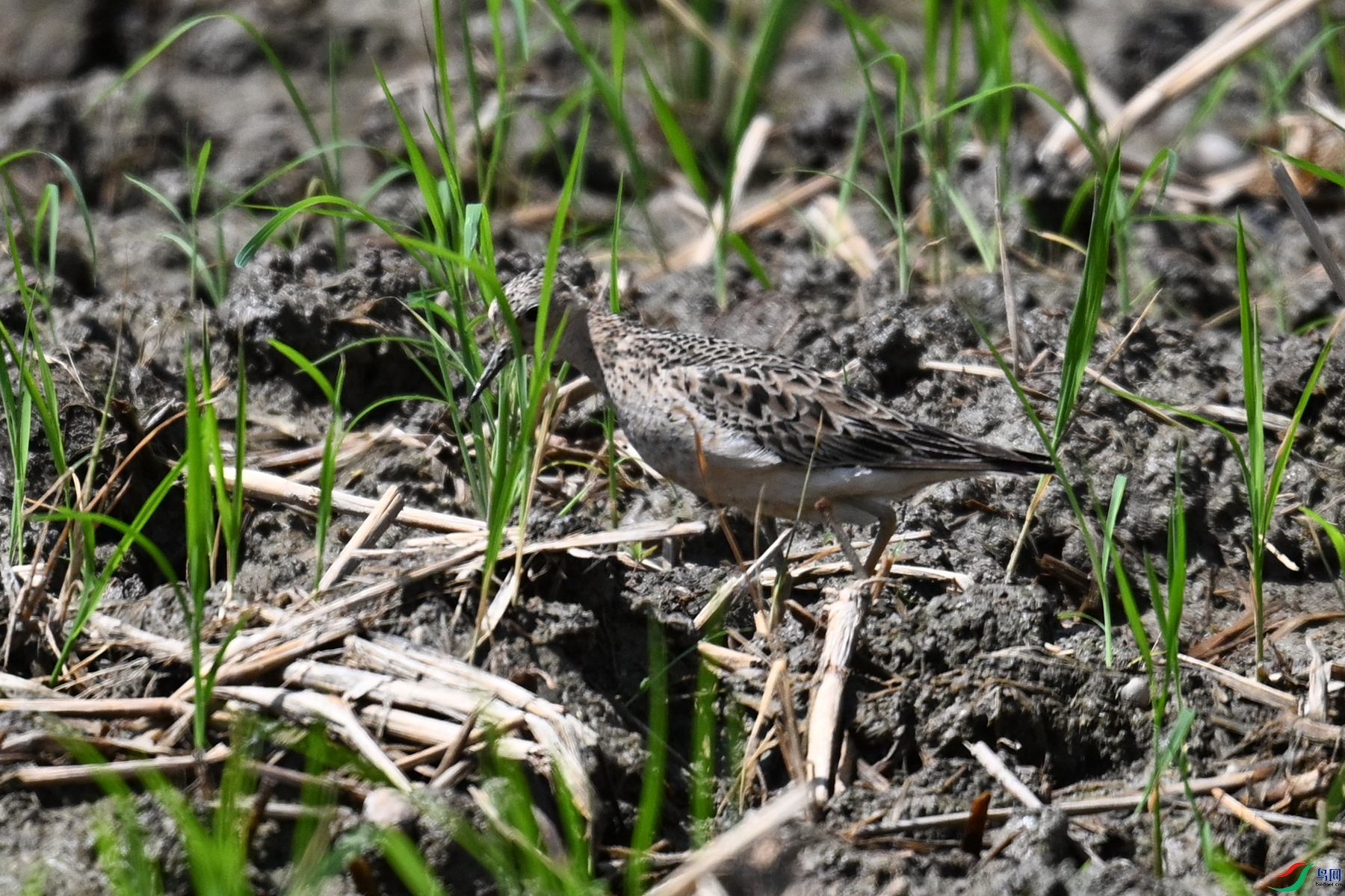 DSC_4727.JPG
