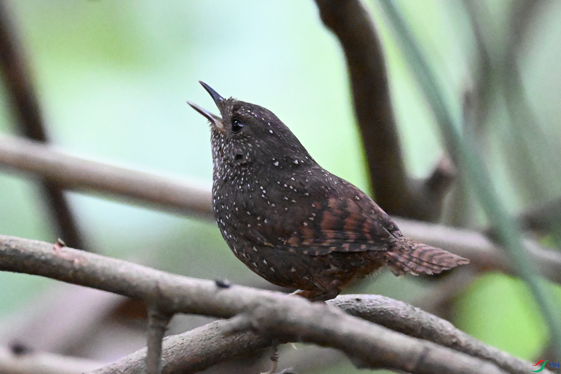 DSC_9316.JPG