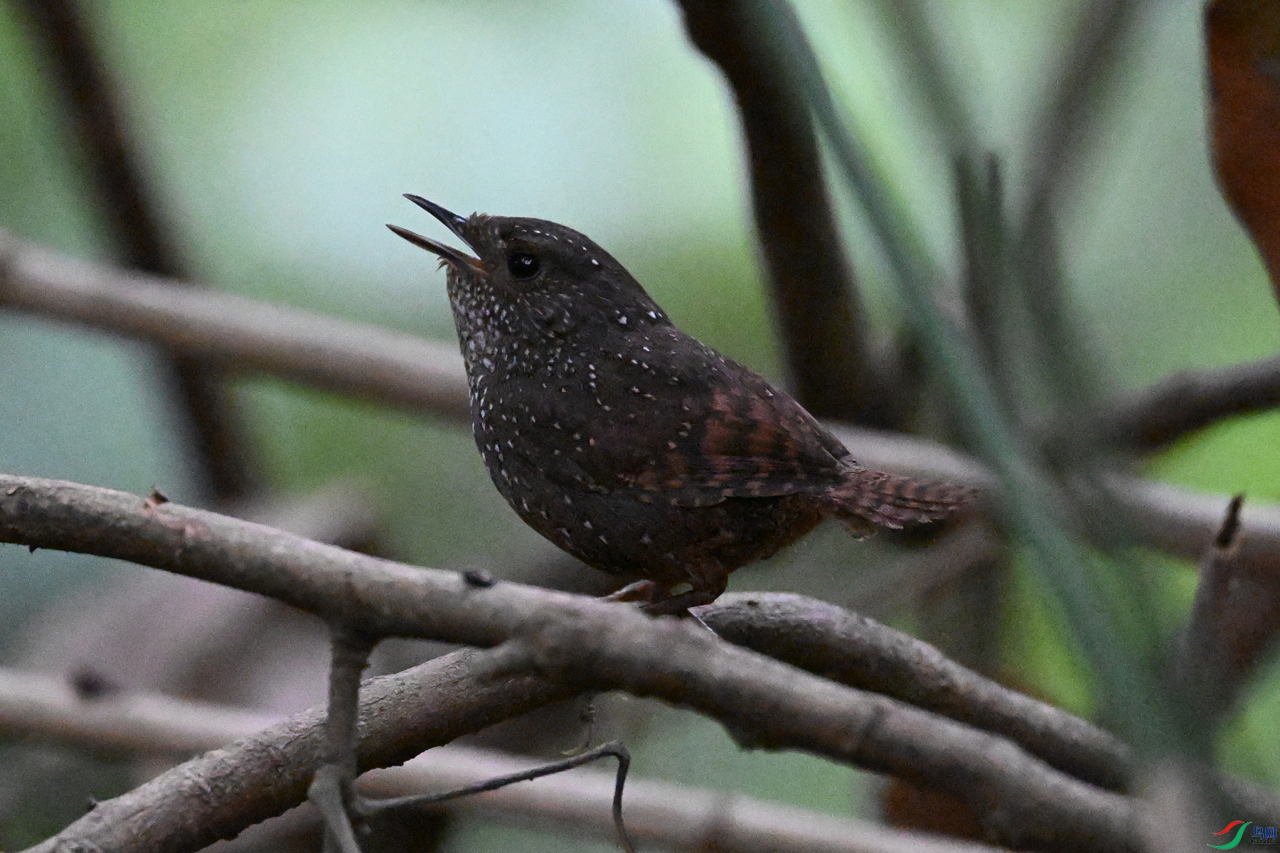 DSC_9295.JPG