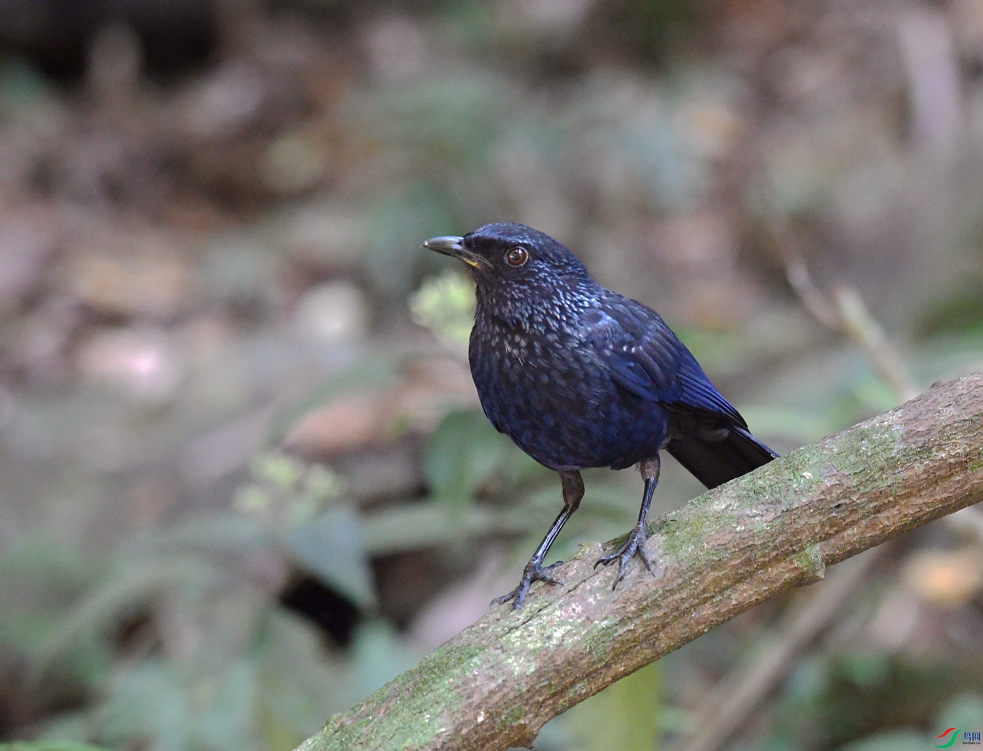 DSC_2448.jpg