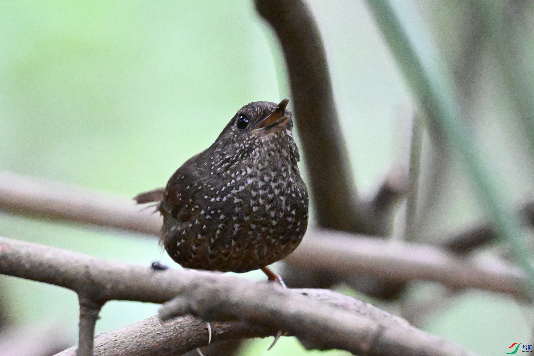 DSC_9338.JPG