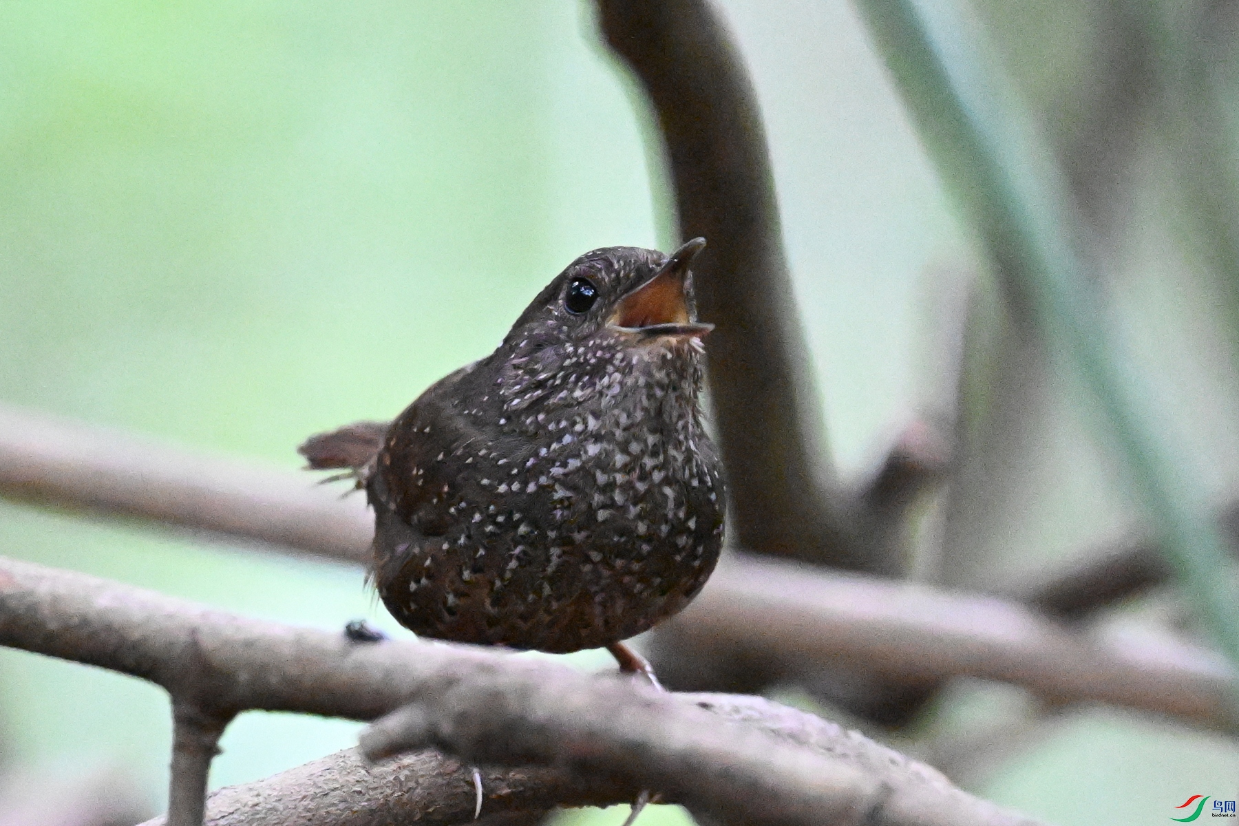 DSC_9341.JPG