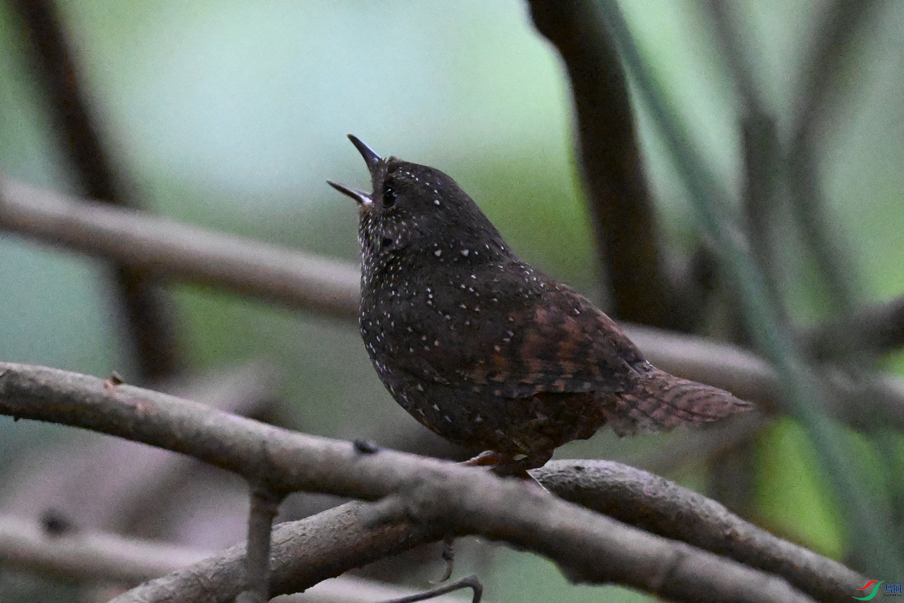 DSC_9304.JPG