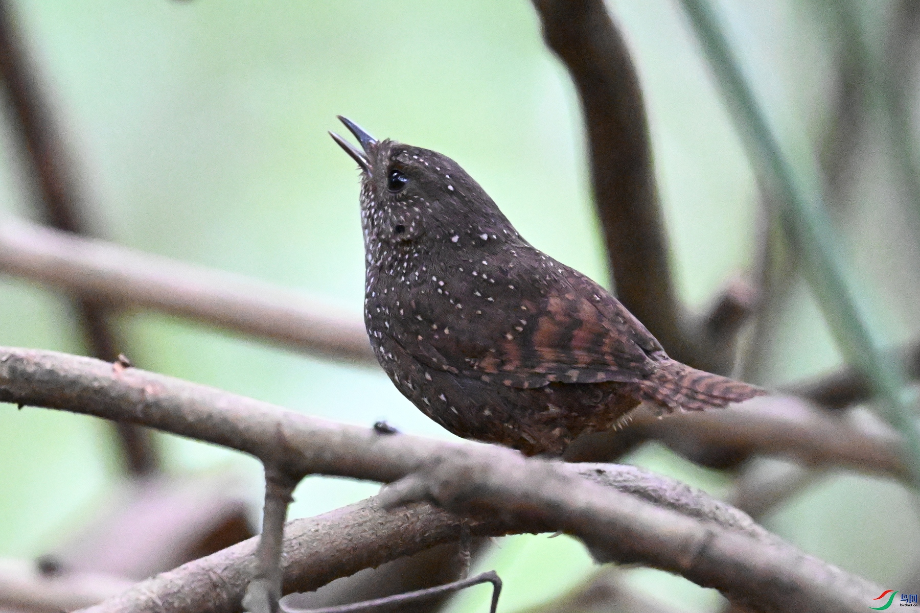 DSC_9331.JPG