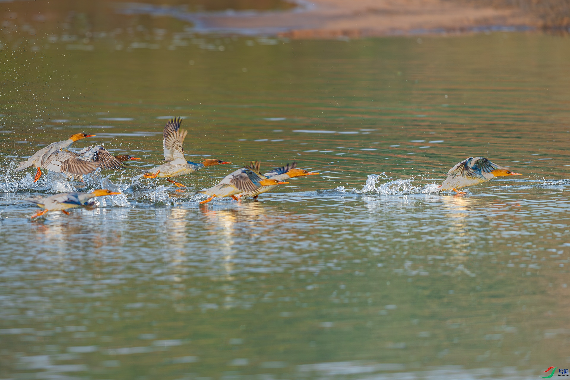DSC_9349.jpg