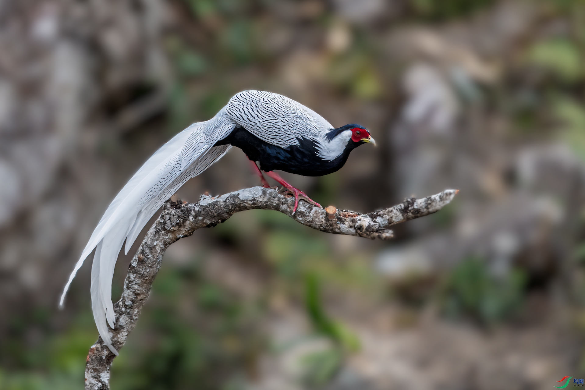 DSC_2411-11.jpg