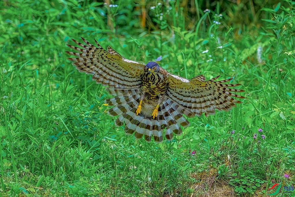 DSC_2960b.jpg
