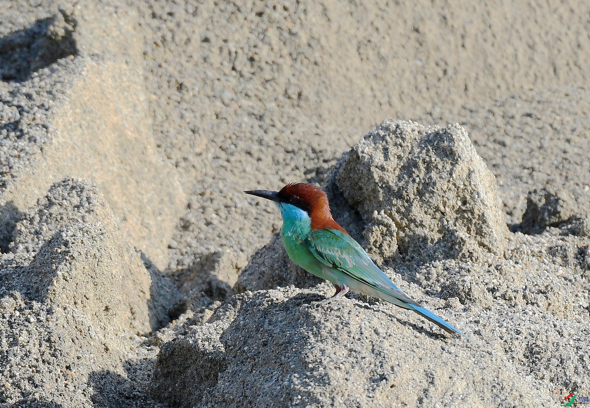 DSC_0975.jpg