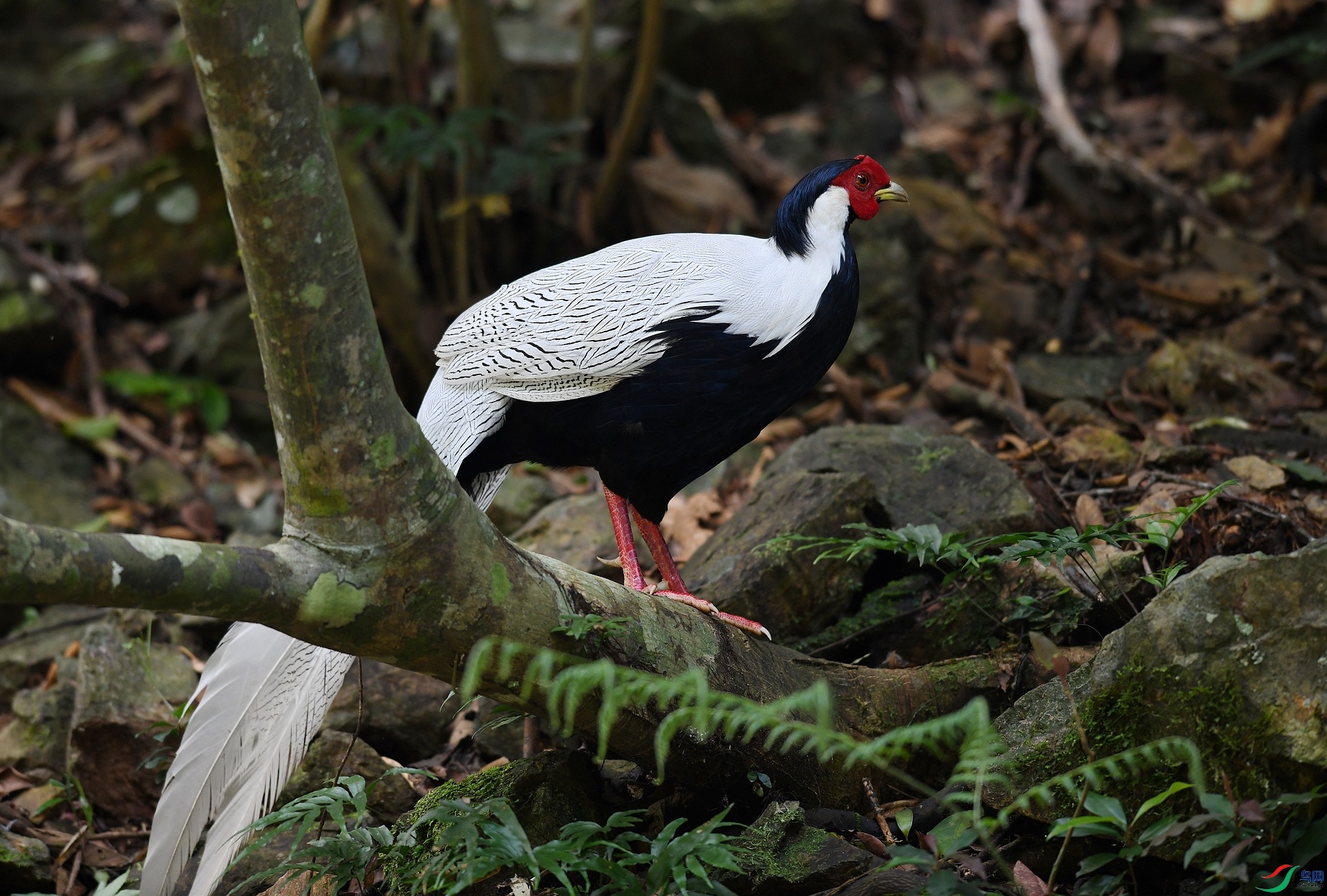 DSC_1878.jpg