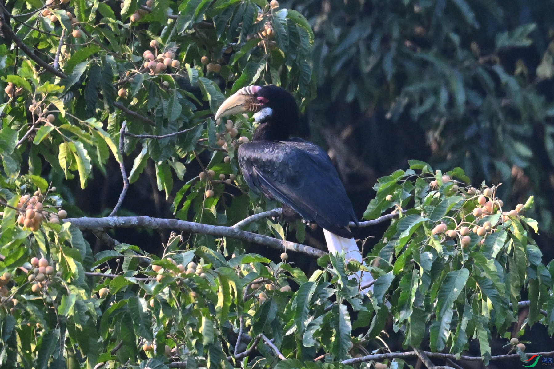 DSC_5242.JPG