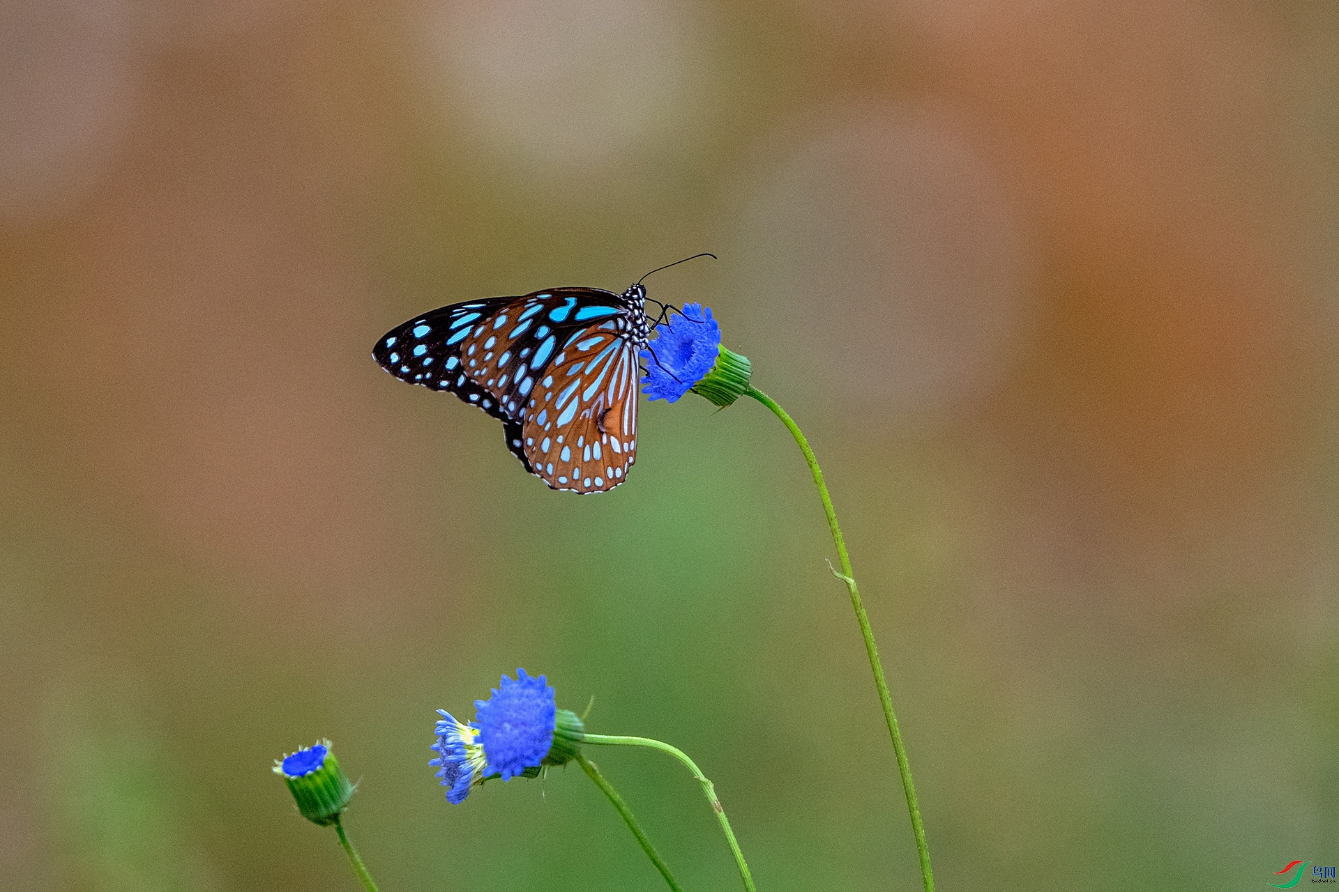 _AUU5389 ���ͻ�(26.5.2).jpg