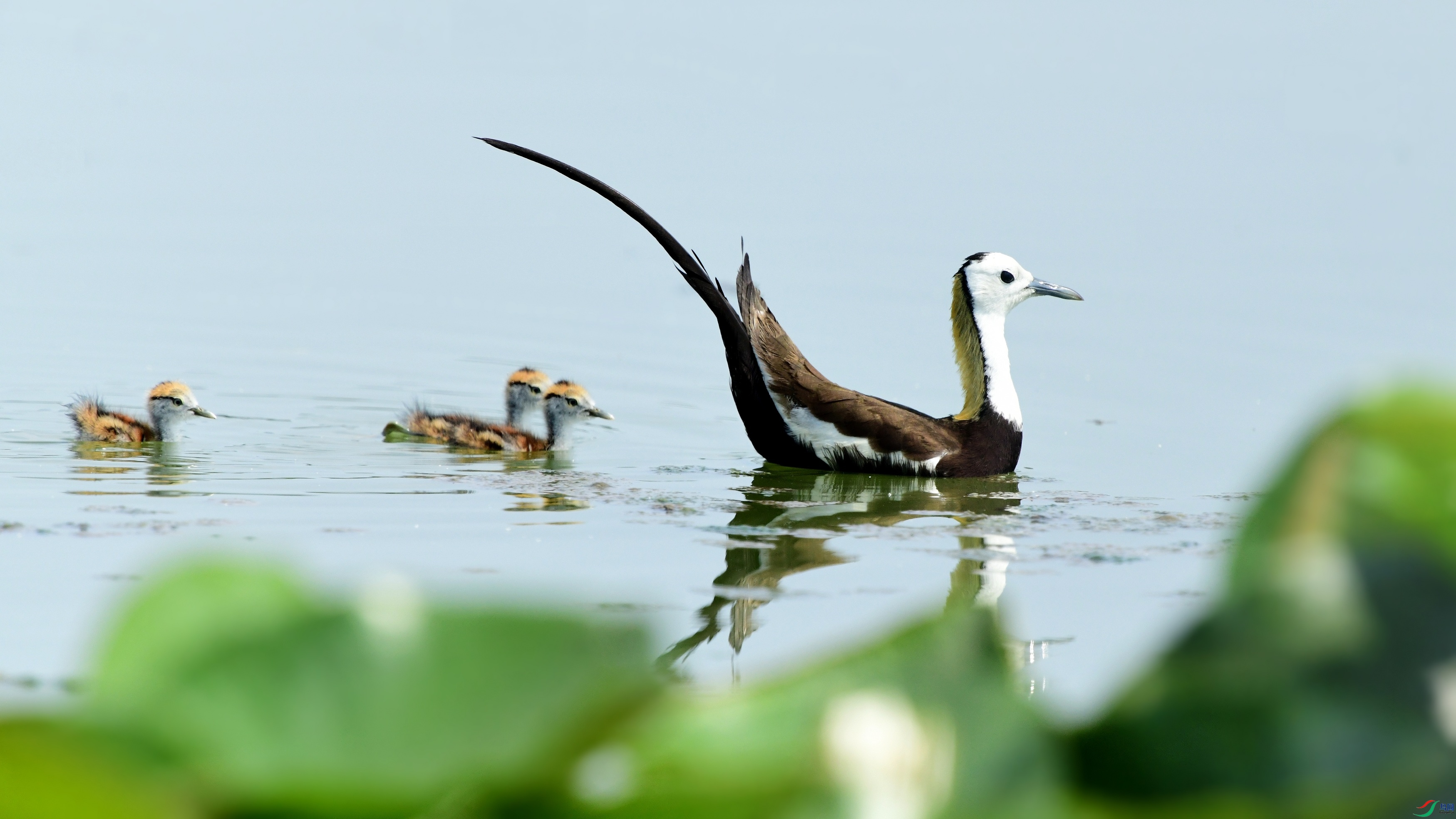 DSC_6591_conew5.jpg