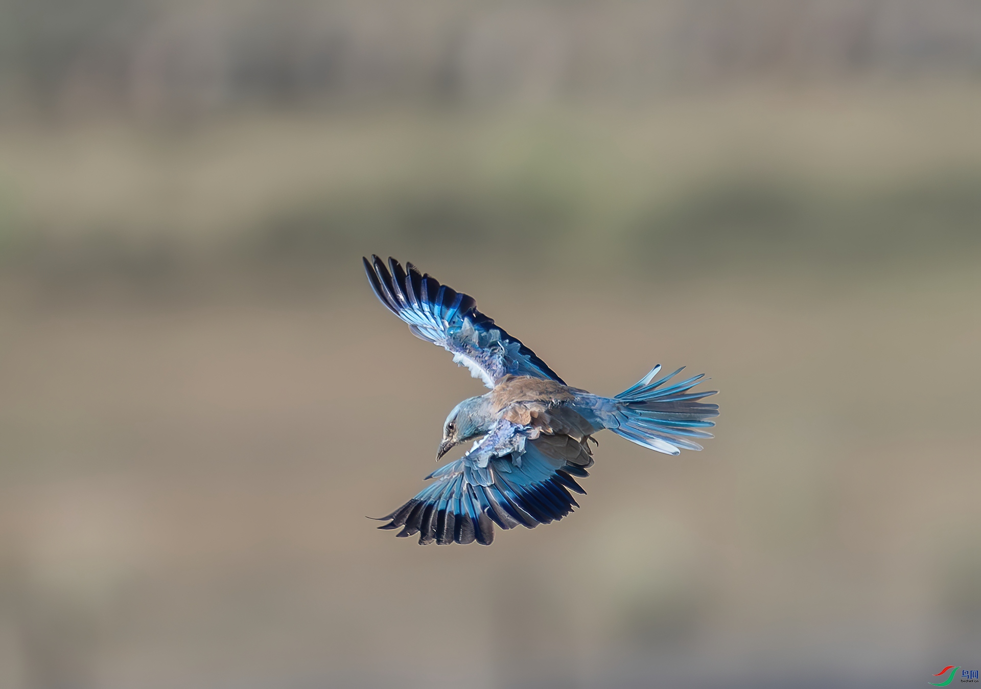 DSC_2831.jpg