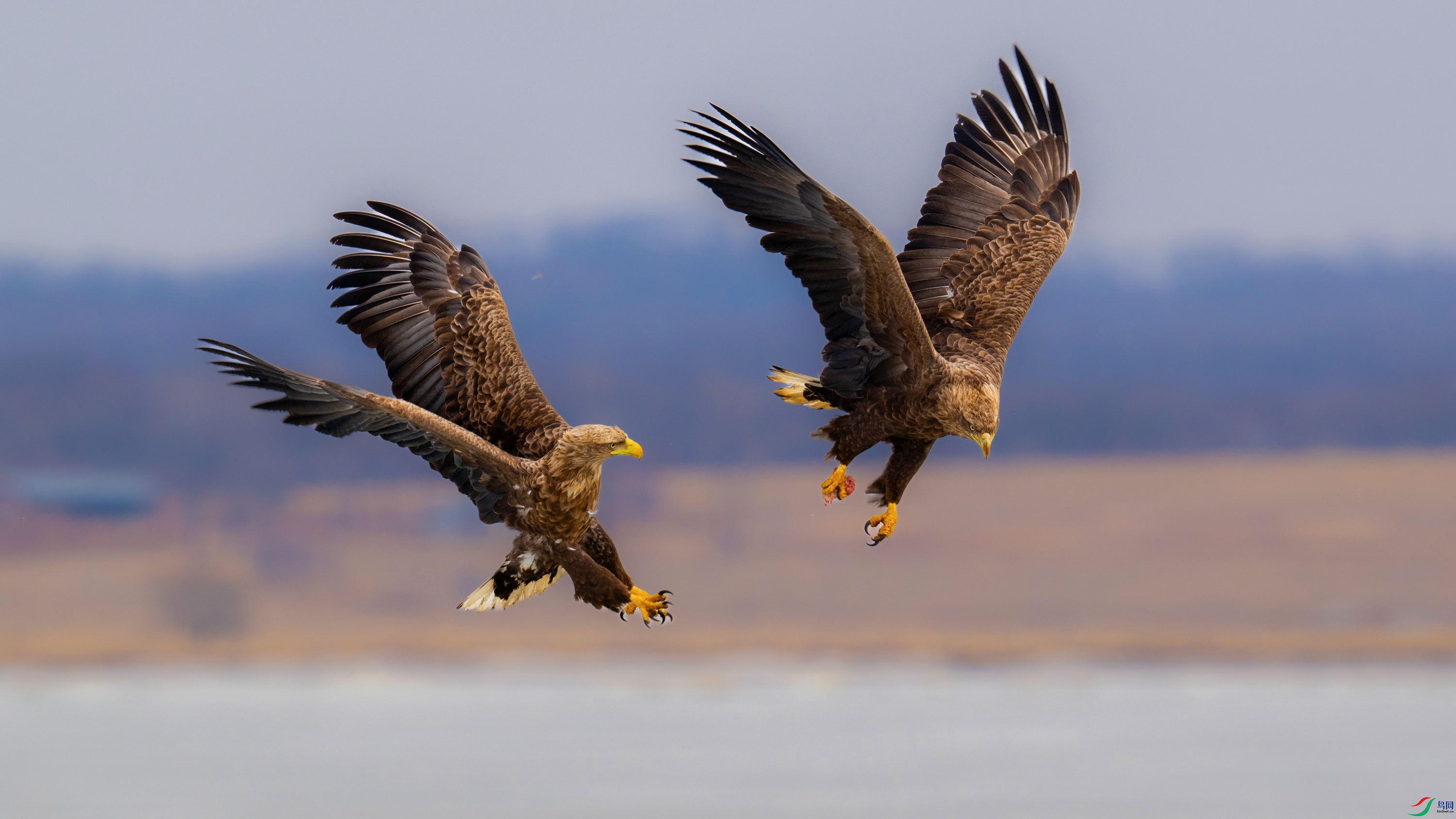 DSC_5265x.jpg