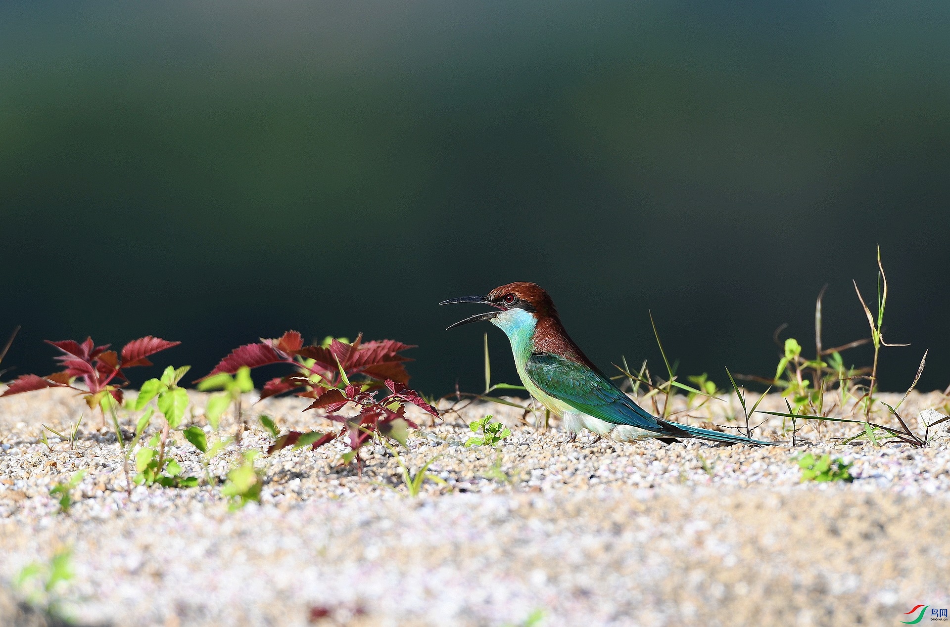 DSC_4161.jpg