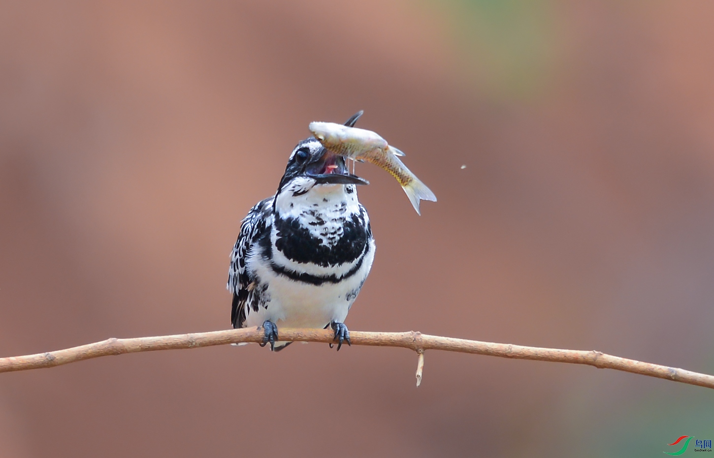 DSC_2488.jpg