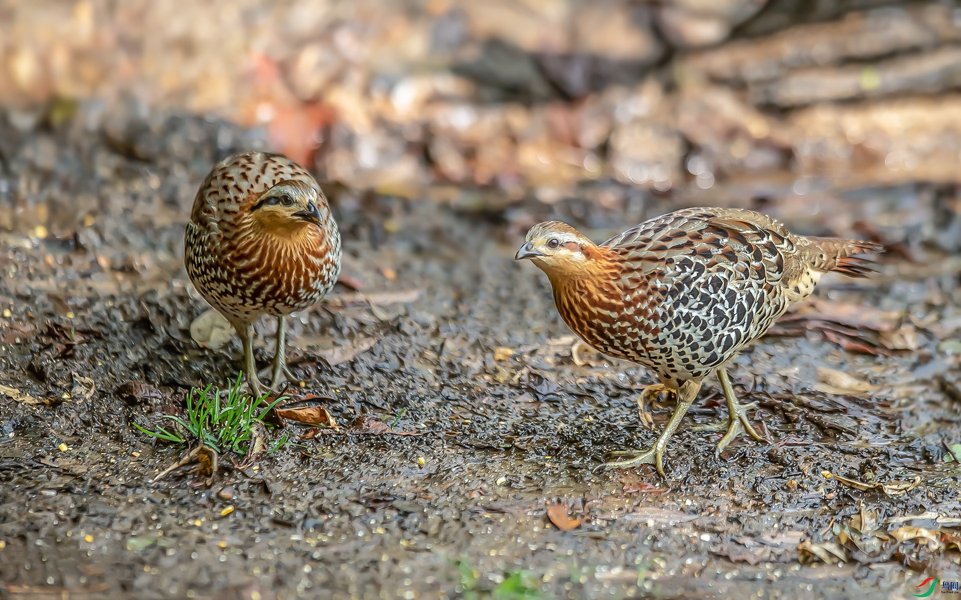 DSC_8978.jpg