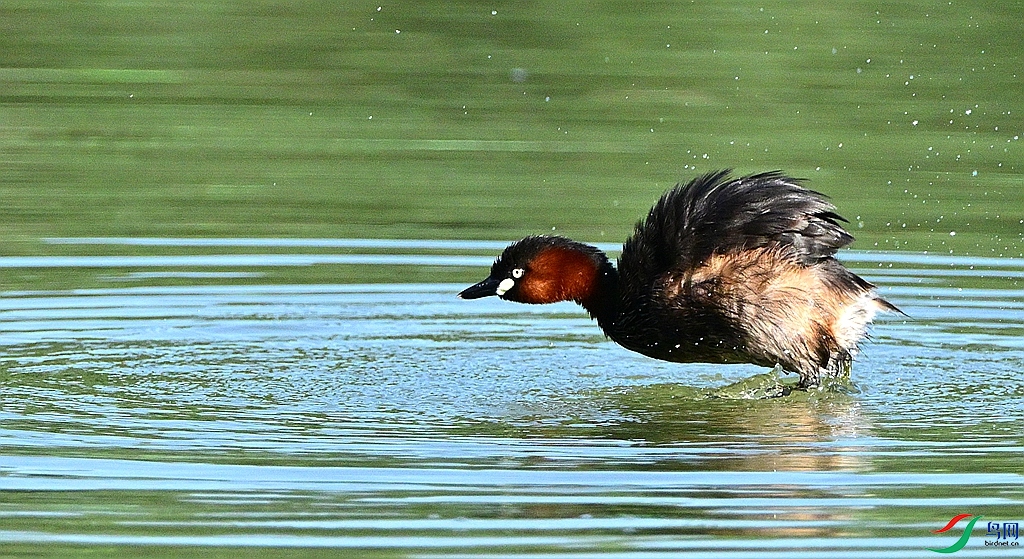 DSC_8371.JPG